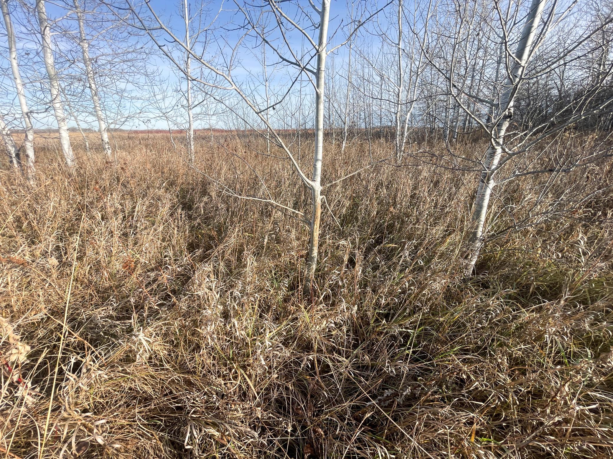 land for sale at TBD 150th Street NW in Thief River Falls, MN (photo 18 of 47)