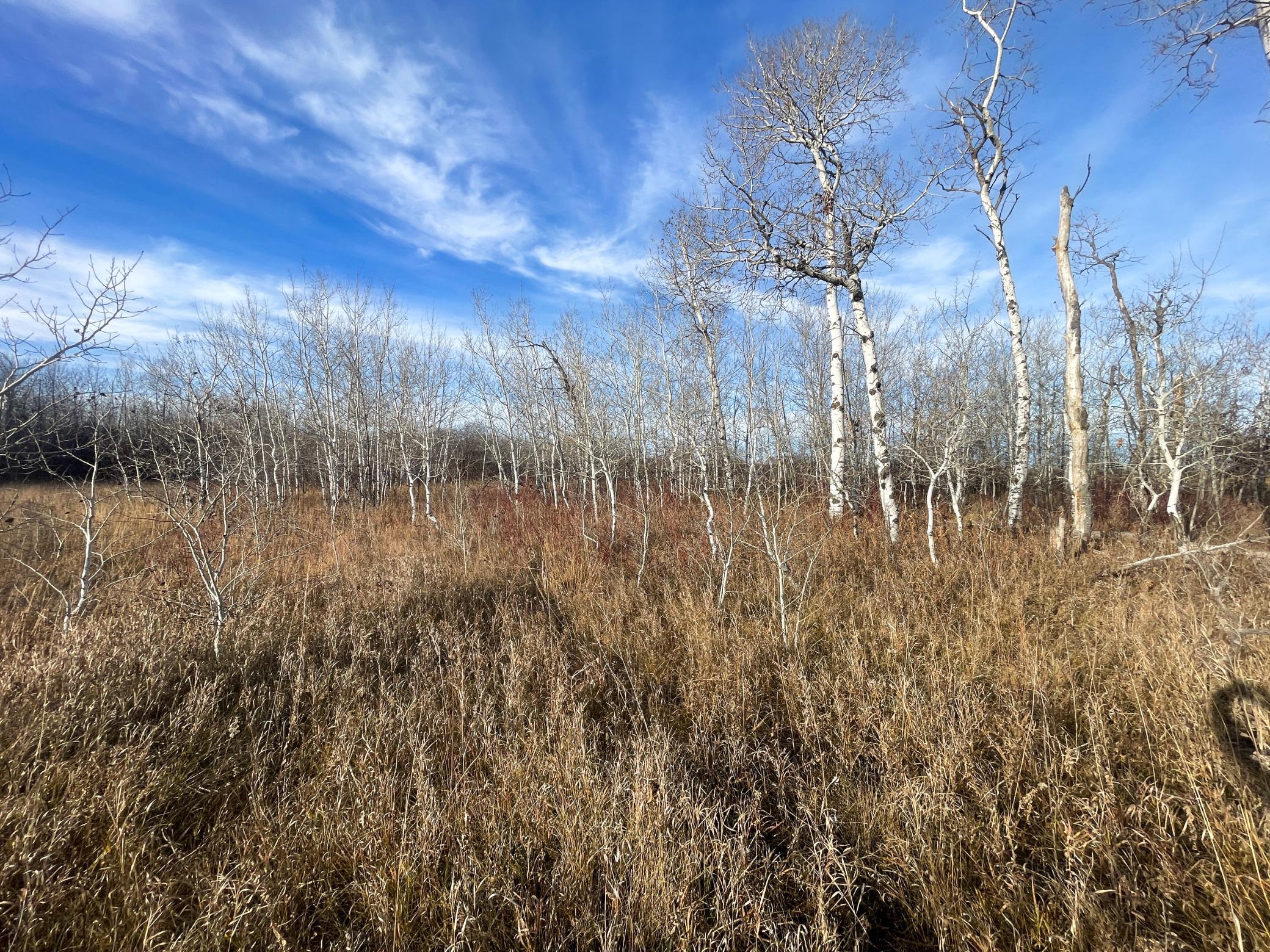 land for sale at TBD 150th Street NW in Thief River Falls, MN (photo 30 of 47)