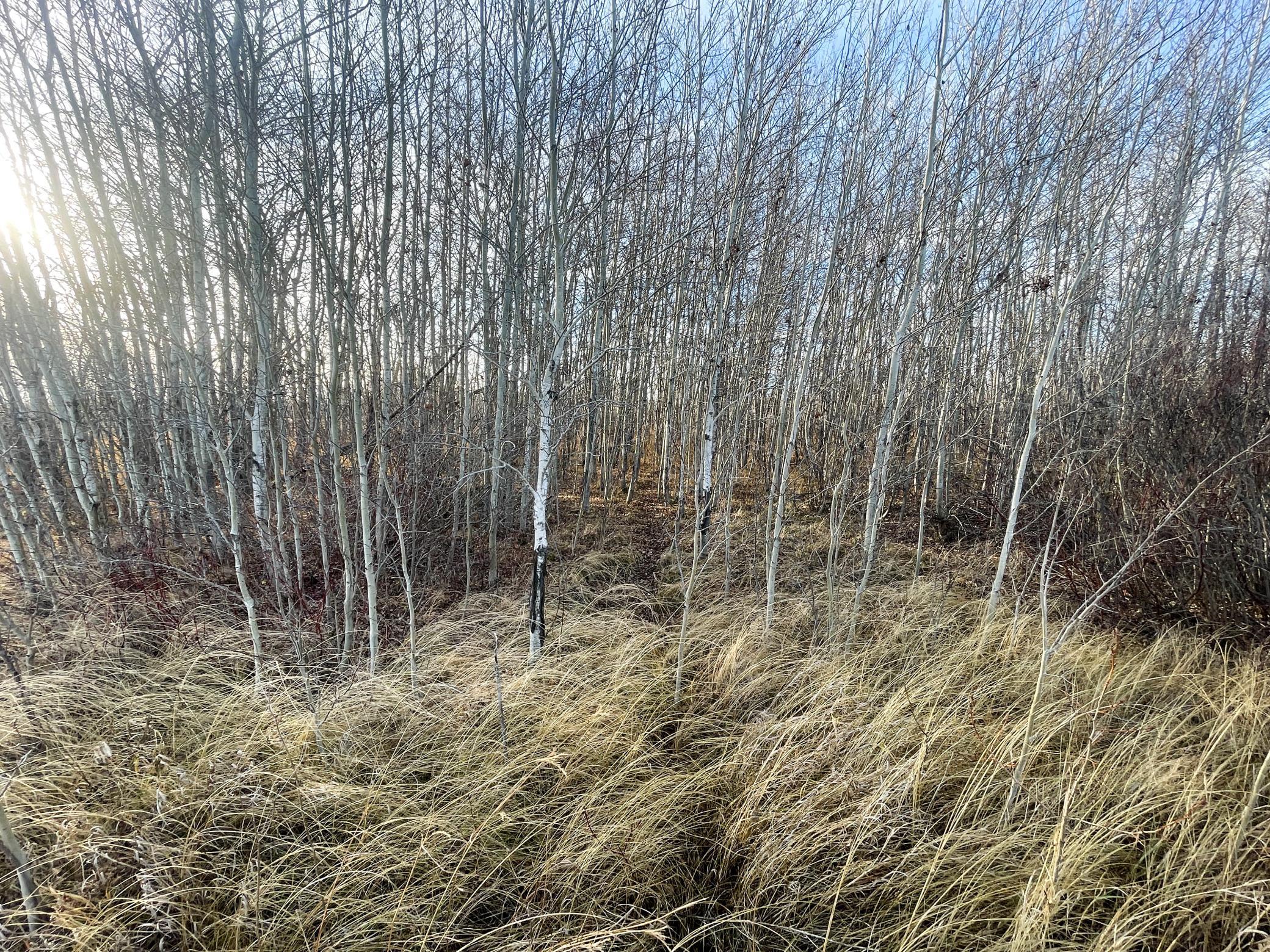 land for sale at TBD 150th Street NW in Thief River Falls, MN (photo 34 of 47)