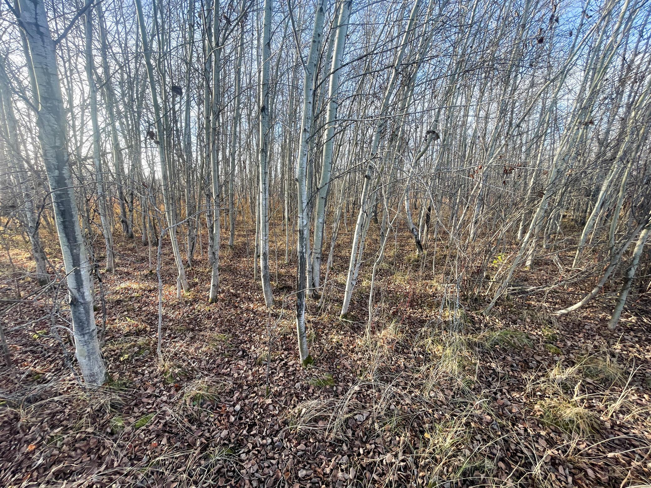 land for sale at TBD 150th Street NW in Thief River Falls, MN (photo 35 of 47)