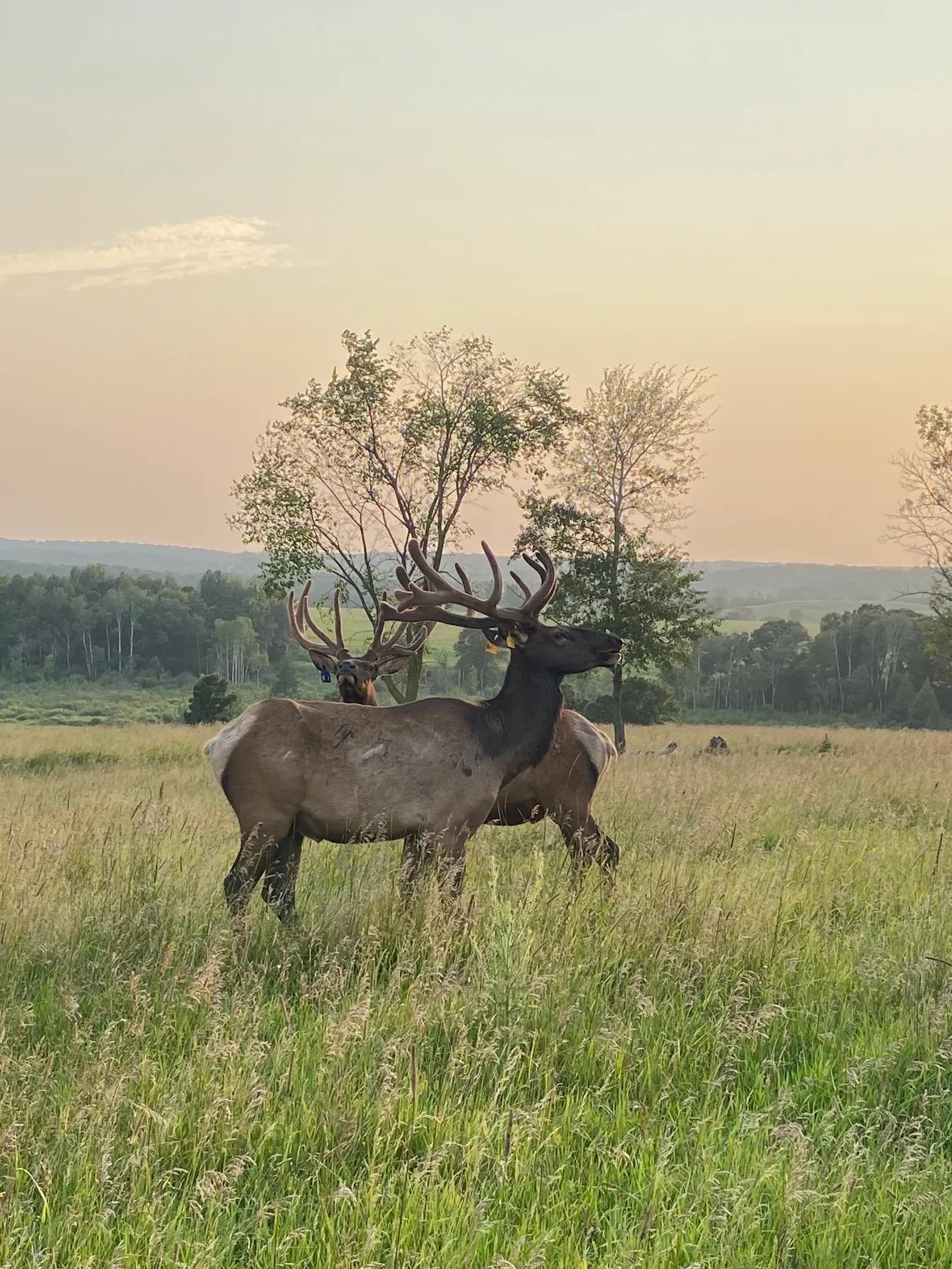 land for sale at 30423 Grosbeak Road in Long Prairie, MN (photo 3 of 15)