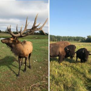 land for sale at 30423 Grosbeak Road in Long Prairie, MN (photo 15 of 15)