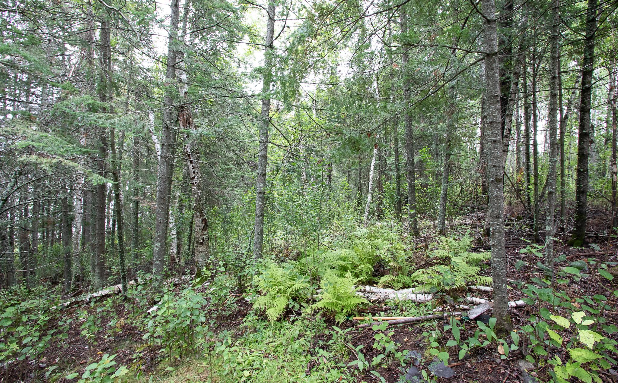 TBD Libby Lake Road, Nashwauk MN 55769 - Photo 7 of 12