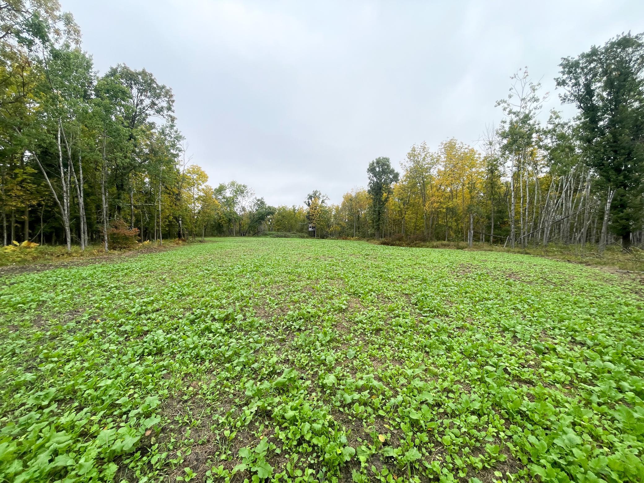 land for sale at TBD 15th Street NW in Bemidji, MN (photo 16 of 70)
