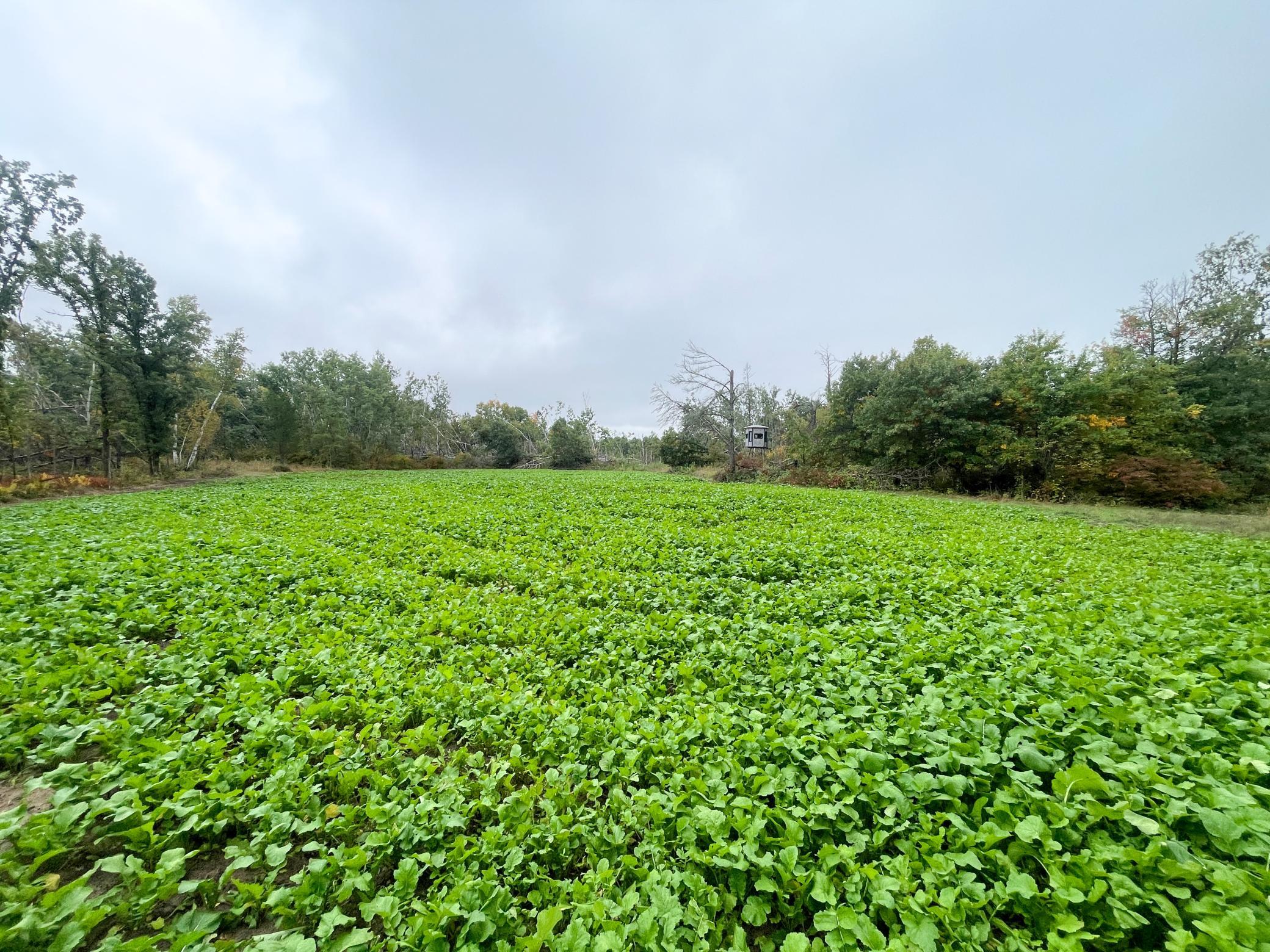 land for sale at TBD 15th Street NW in Bemidji, MN (photo 17 of 70)
