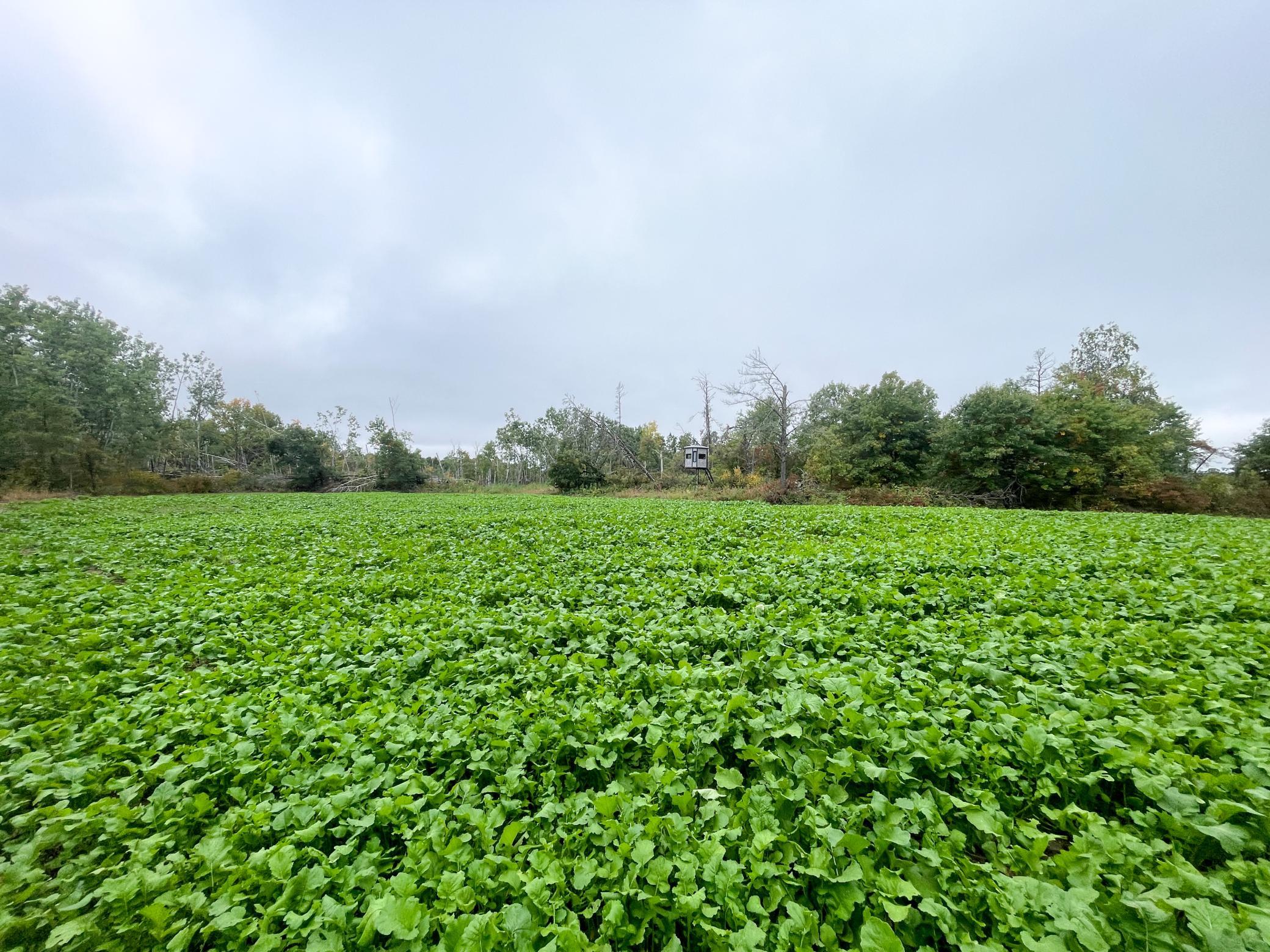 land for sale at TBD 15th Street NW in Bemidji, MN (photo 18 of 70)