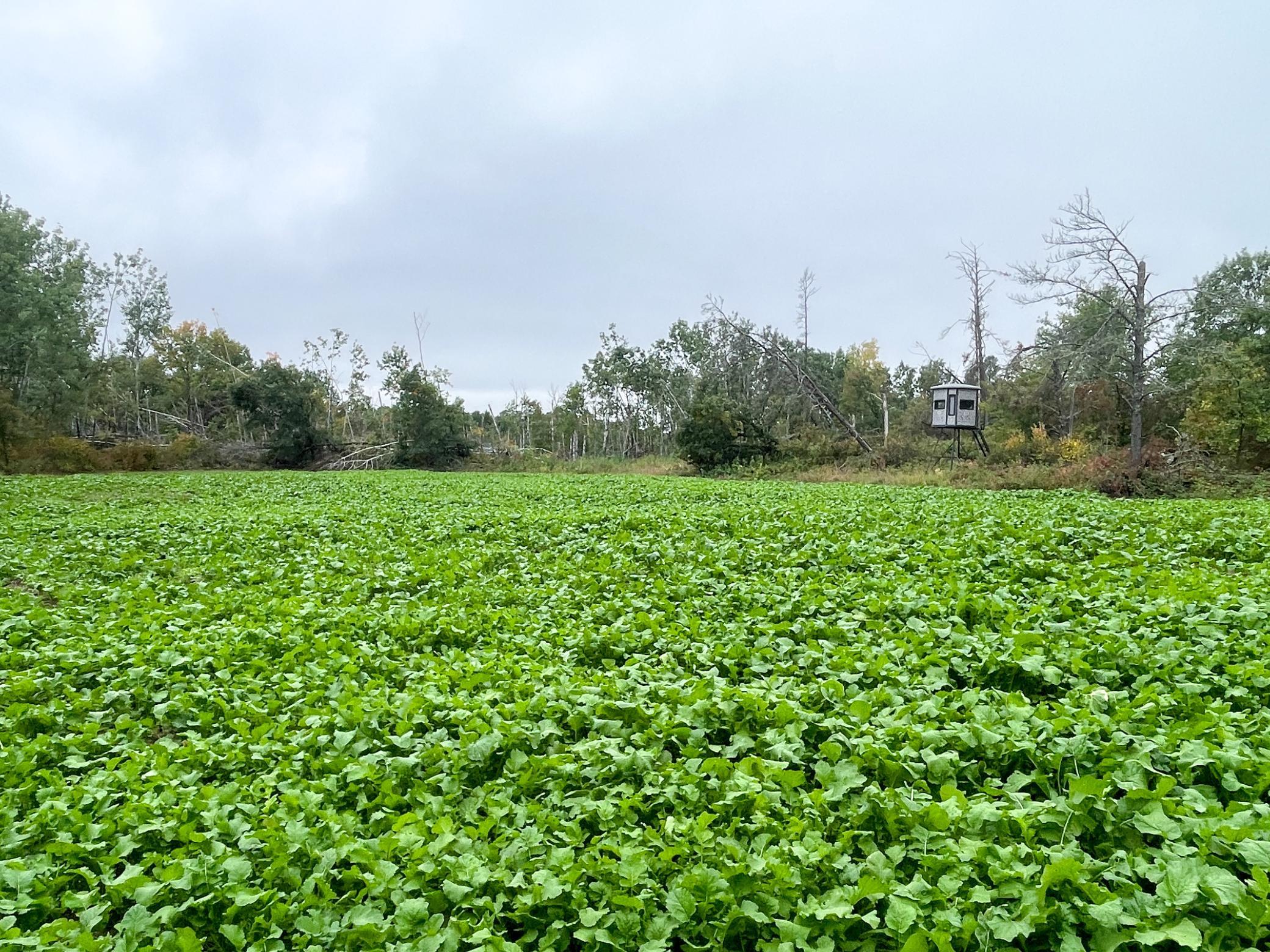 land for sale at TBD 15th Street NW in Bemidji, MN (photo 19 of 70)