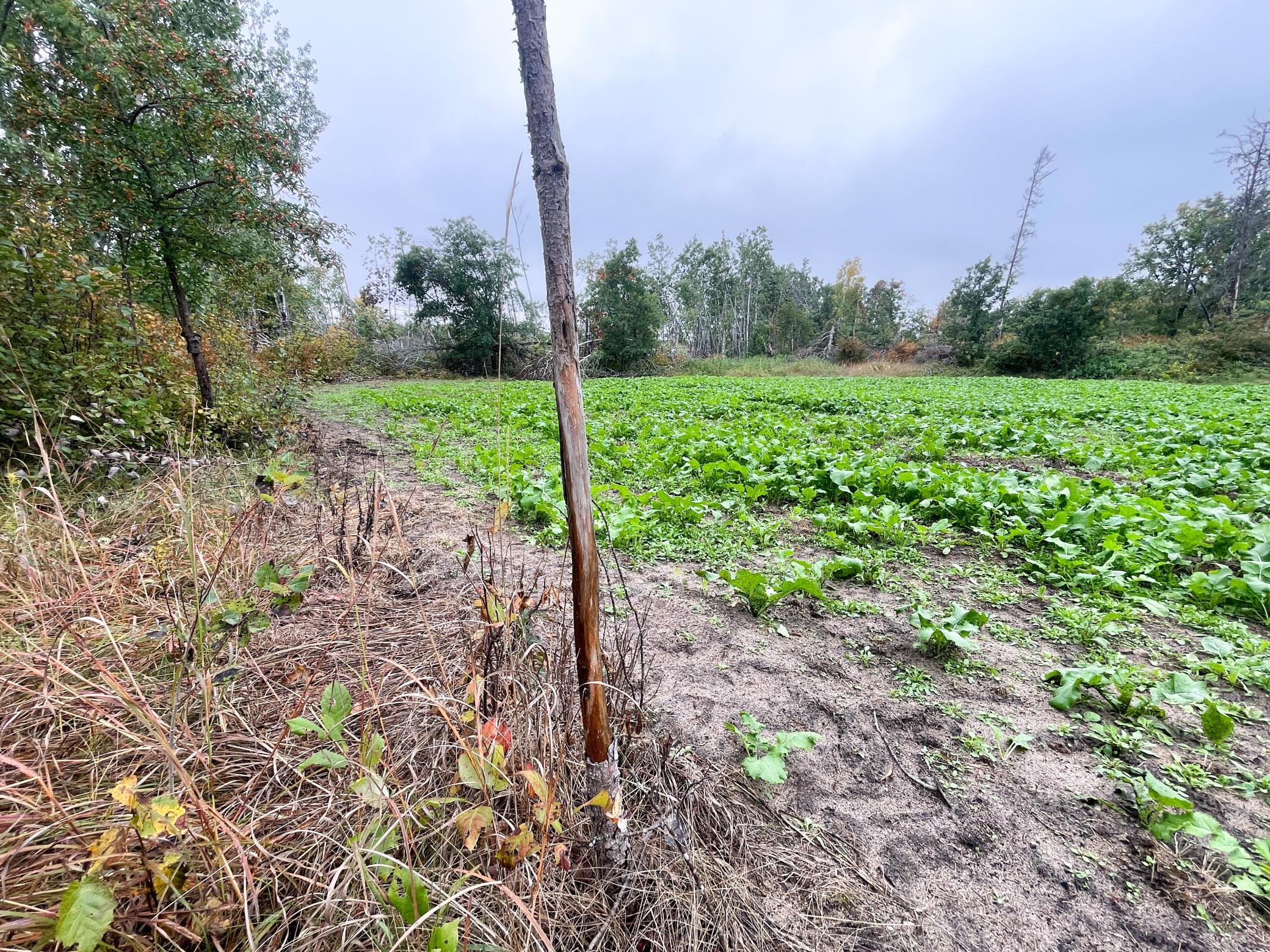 land for sale at TBD 15th Street NW in Bemidji, MN (photo 20 of 70)