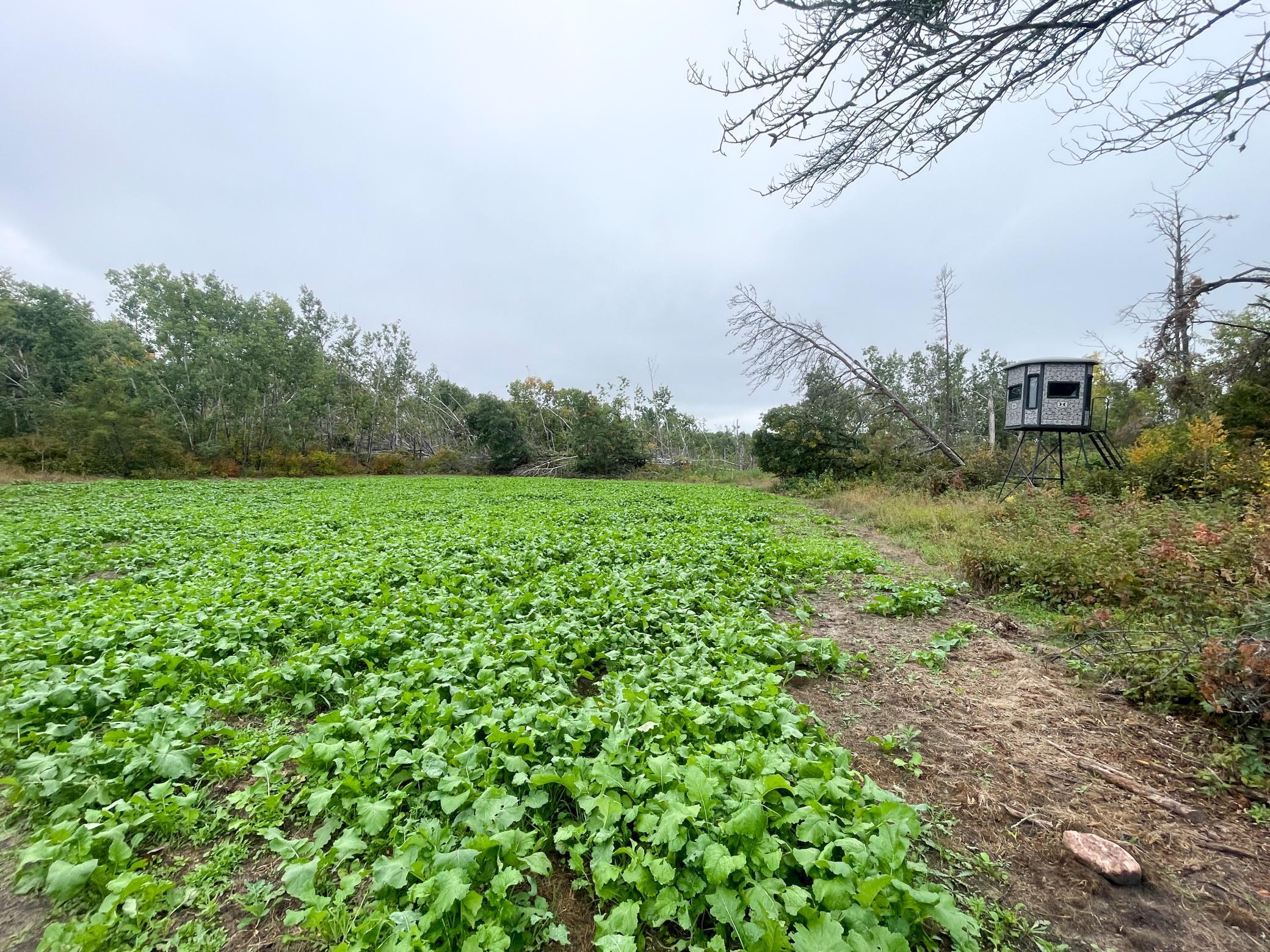 land for sale at TBD 15th Street NW in Bemidji, MN (photo 21 of 70)