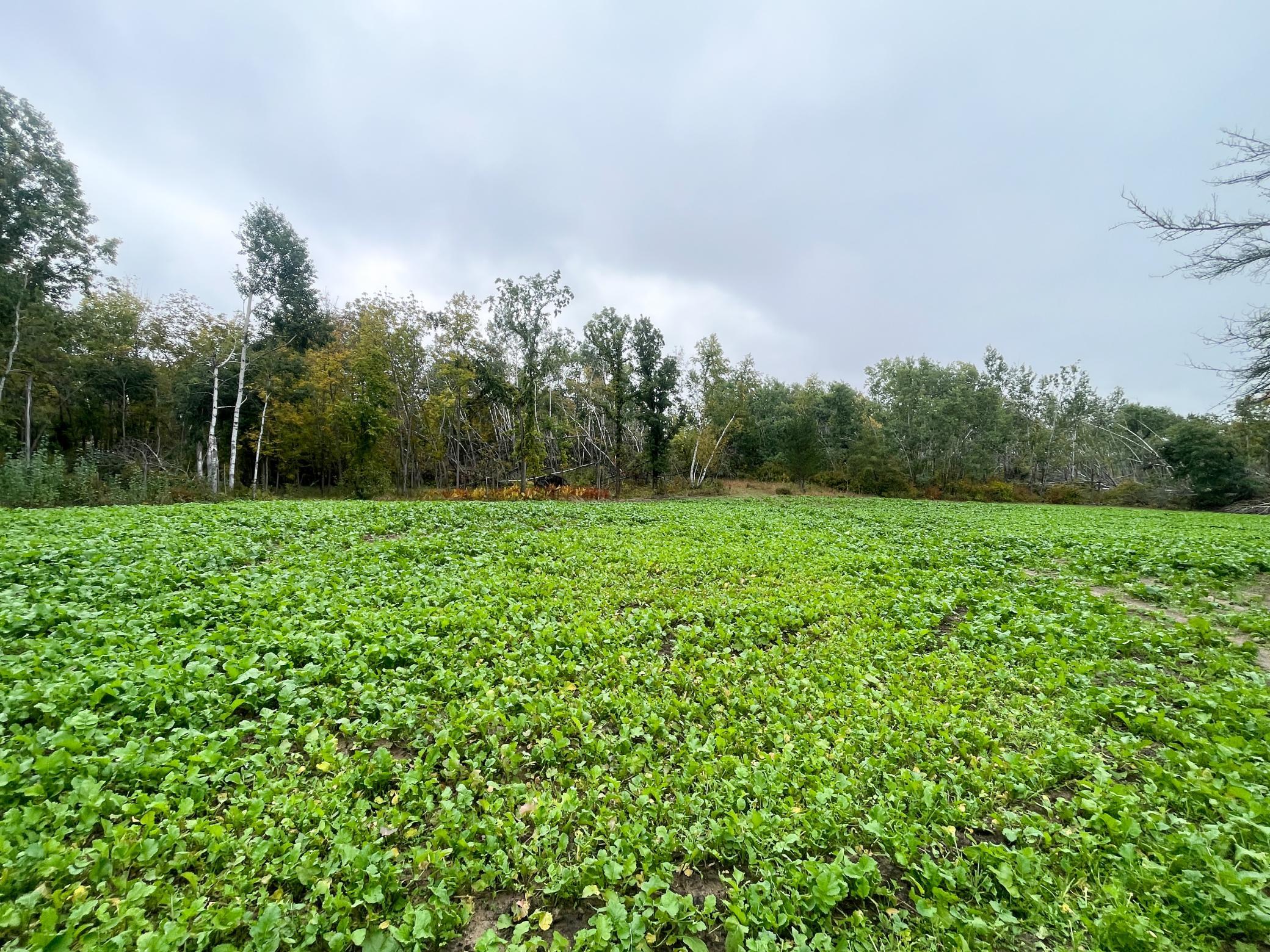 land for sale at TBD 15th Street NW in Bemidji, MN (photo 22 of 70)