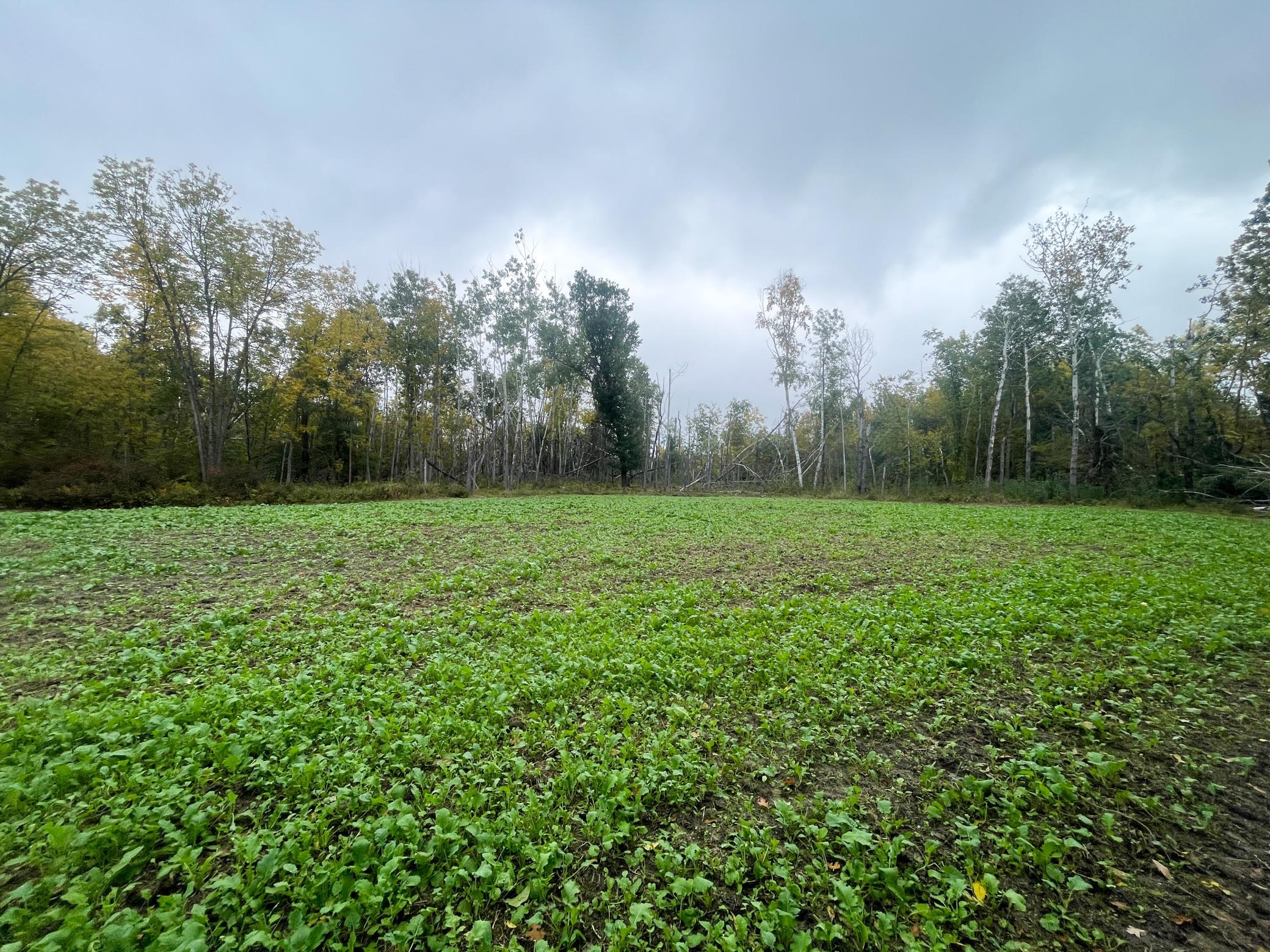 land for sale at TBD 15th Street NW in Bemidji, MN (photo 25 of 70)