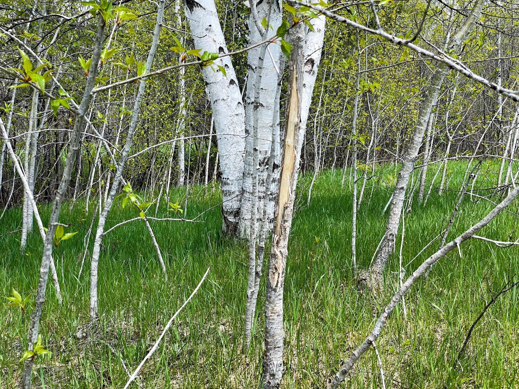 land for sale at TBD 15th Street NW in Bemidji, MN (photo 28 of 70)