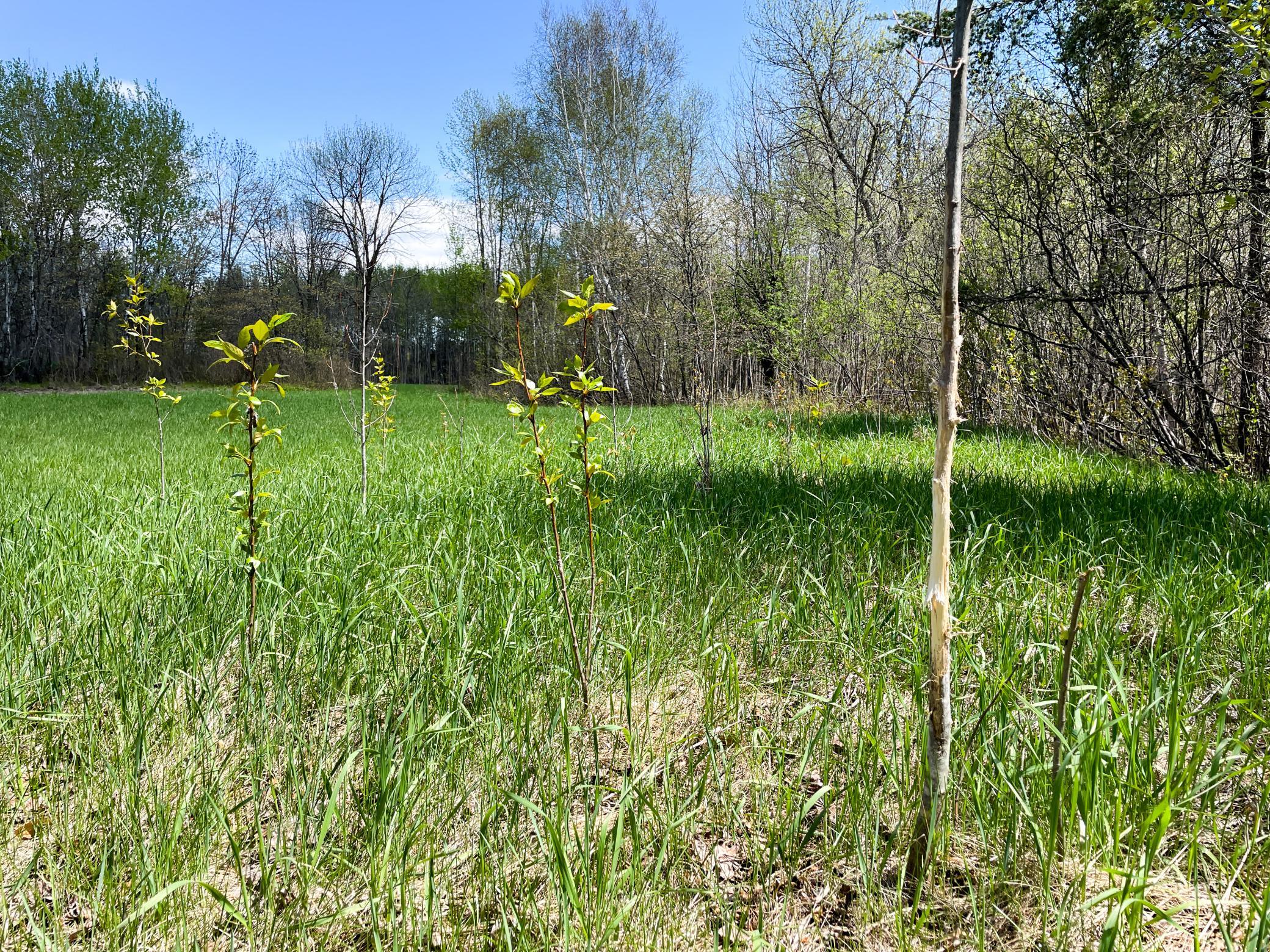land for sale at TBD 15th Street NW in Bemidji, MN (photo 34 of 70)