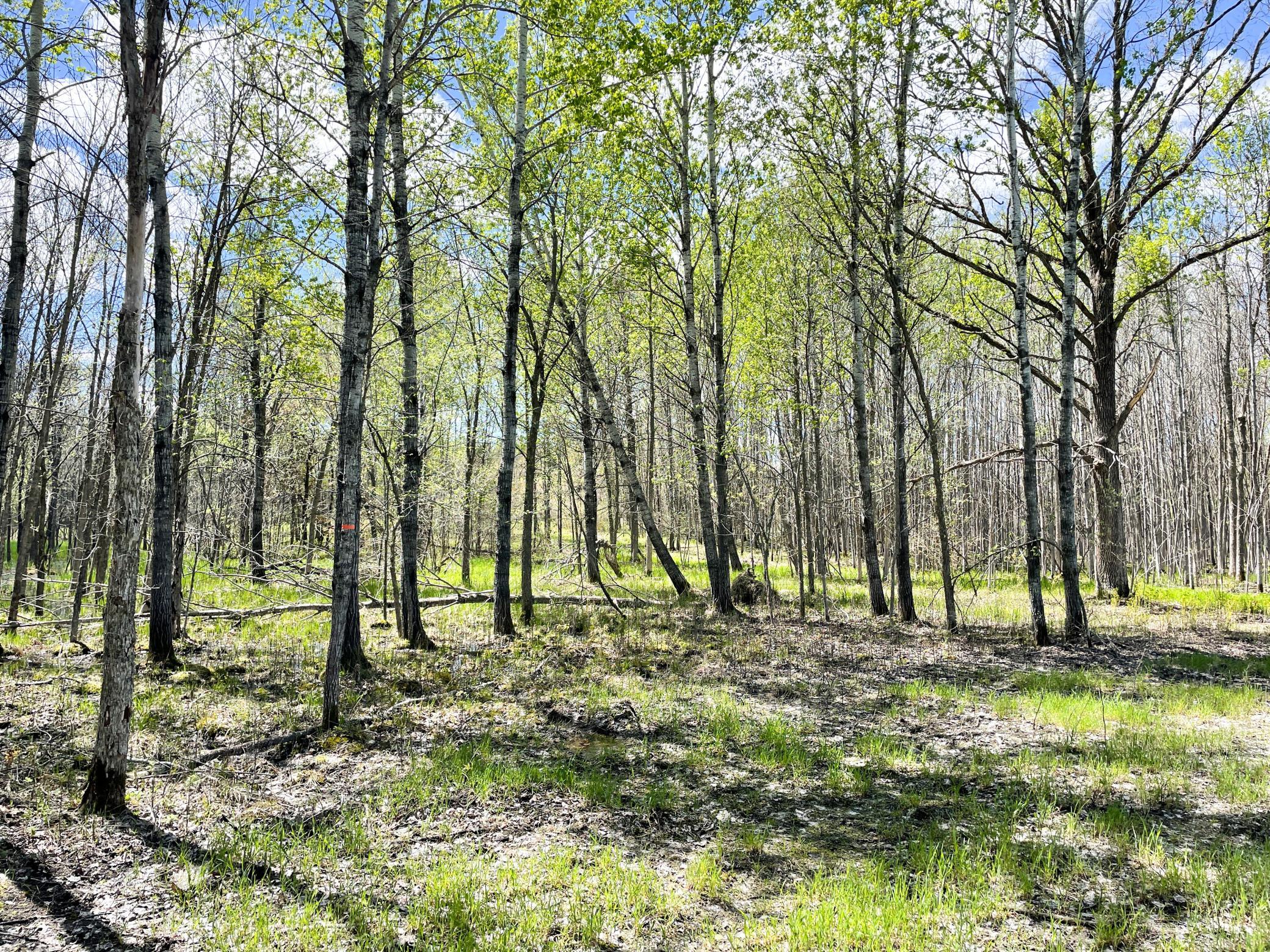 land for sale at TBD 15th Street NW in Bemidji, MN (photo 53 of 70)