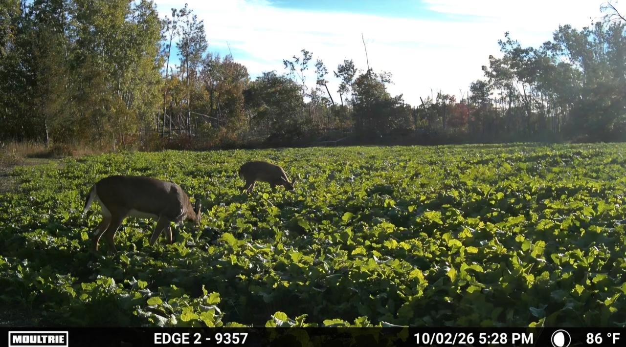 land for sale at TBD 15th Street NW in Bemidji, MN (photo 69 of 70)