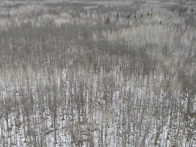 TBD Spangrud Court NE, Kelliher MN 56650 - Photo 5 of 14