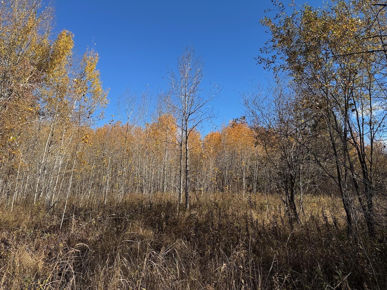 TBD Spangrud Court NE, Kelliher MN 56650 - Photo 9 of 14