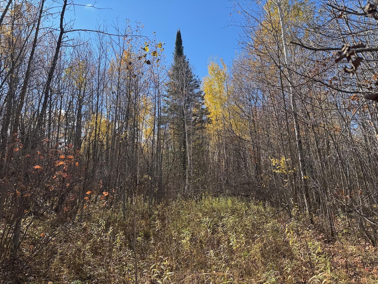 TBD Spangrud Court NE, Kelliher MN 56650 - Photo 10 of 14