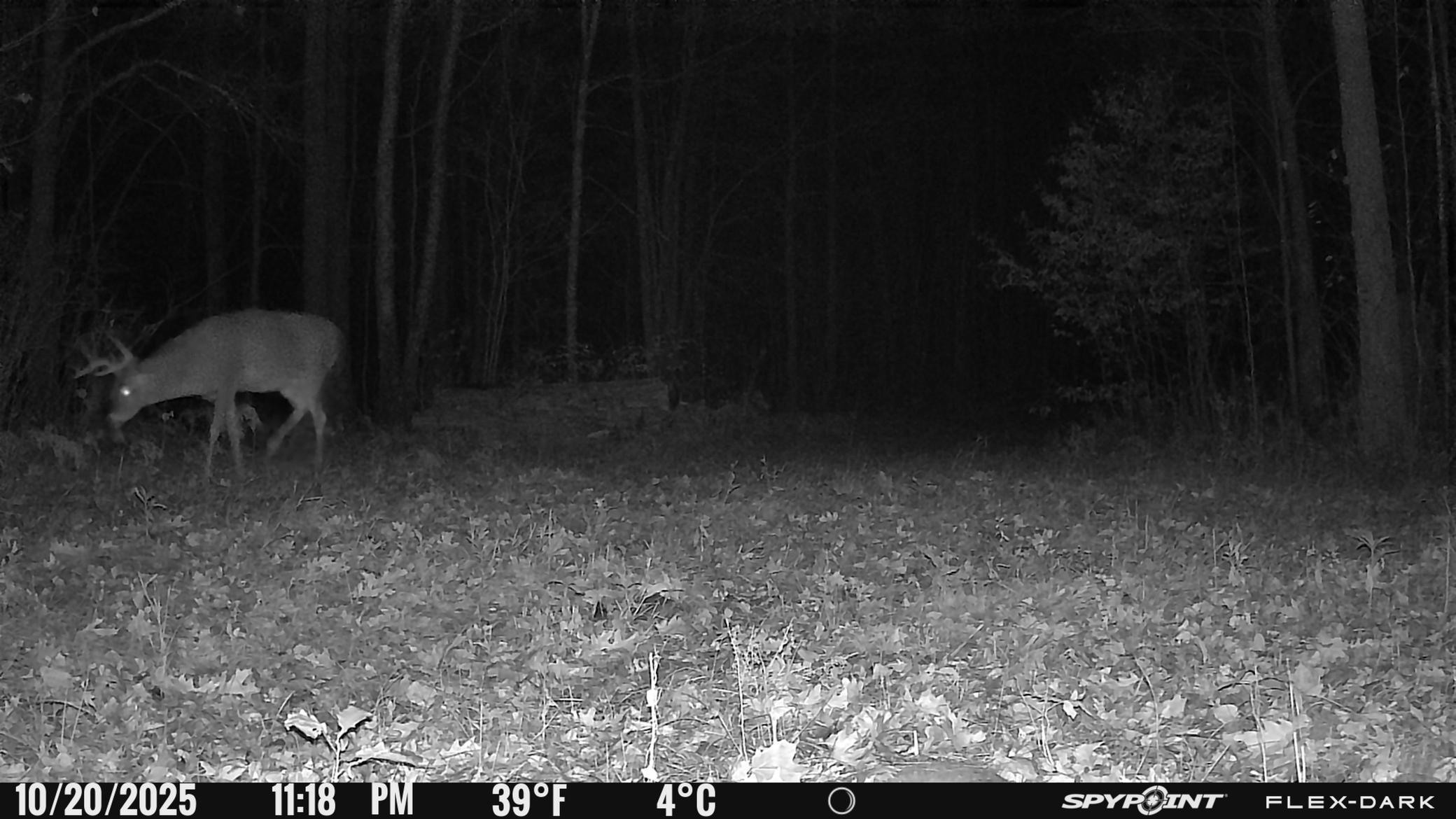 TBD- 315th Avenue, Laporte MN 56461 - Photo 16 of 38