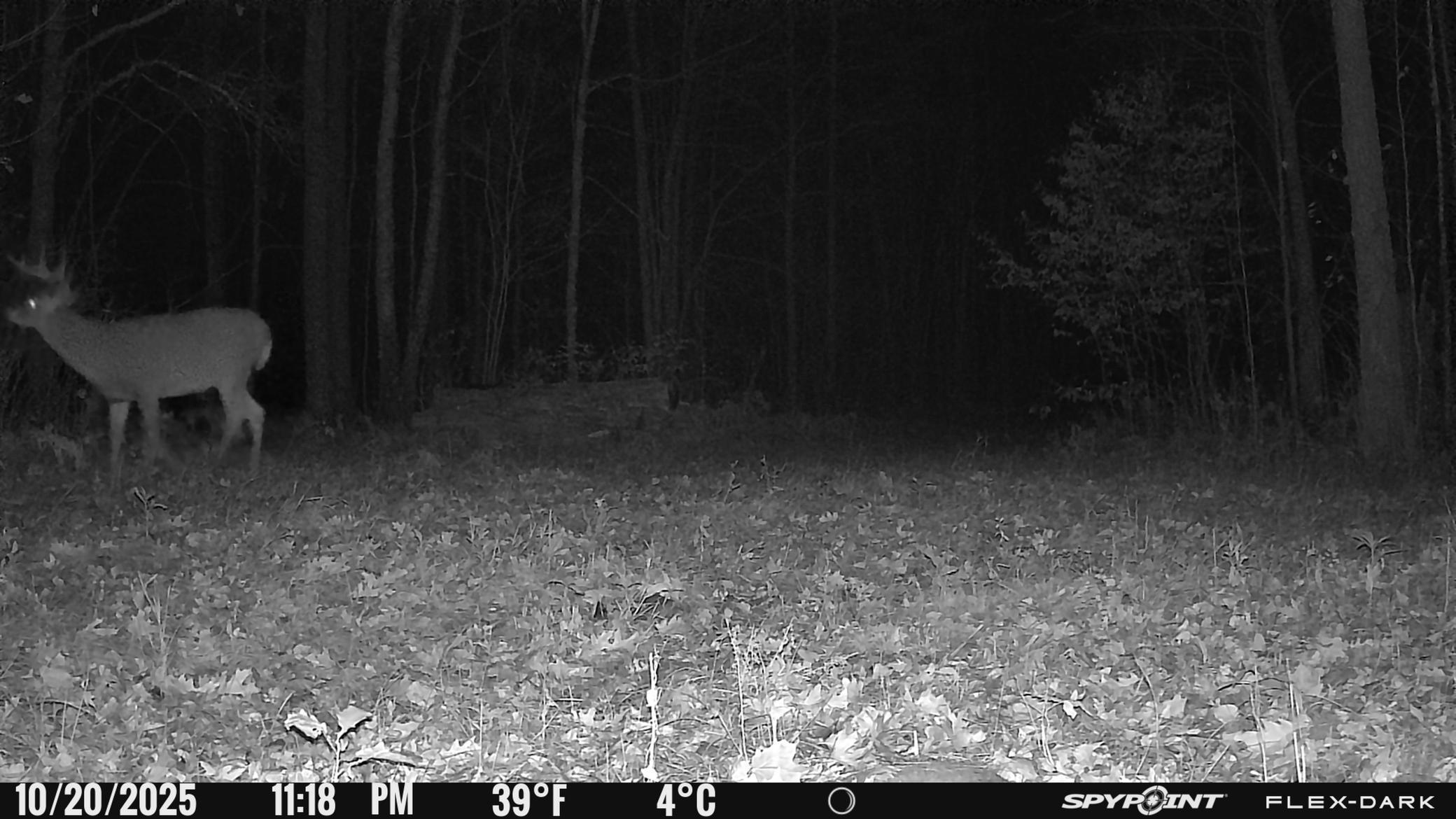 TBD- 315th Avenue, Laporte MN 56461 - Photo 17 of 38