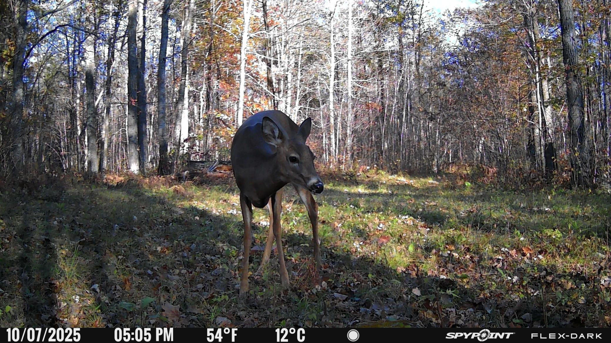 TBD- 315th Avenue, Laporte MN 56461 - Photo 25 of 38