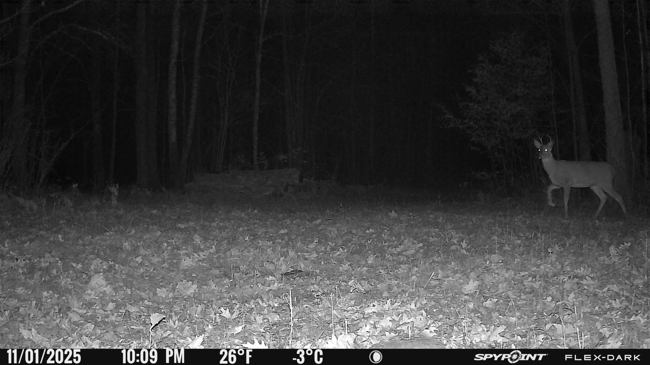 TBD- 315th Avenue, Laporte MN 56461 - Photo 28 of 38