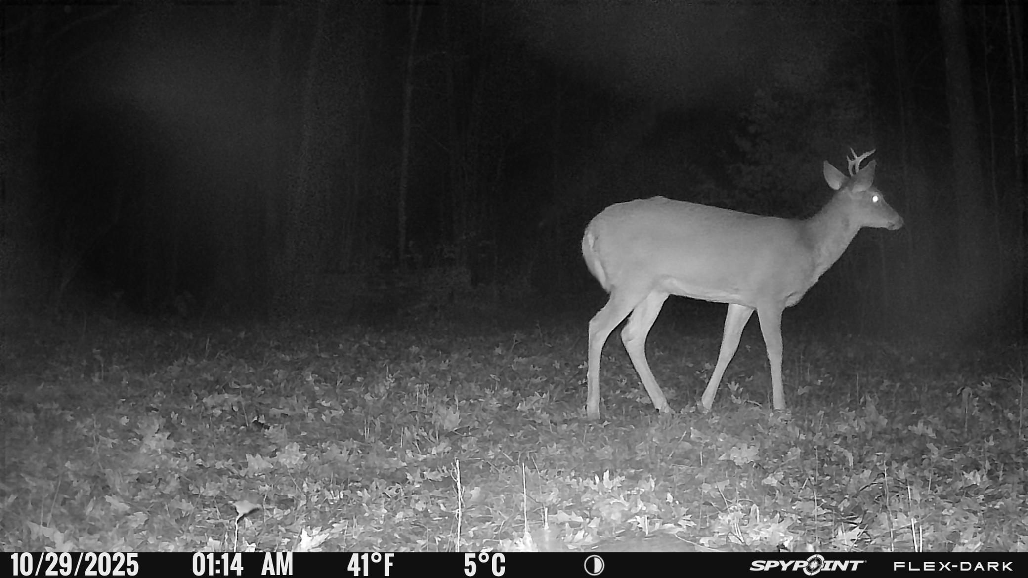 TBD- 315th Avenue, Laporte MN 56461 - Photo 30 of 38