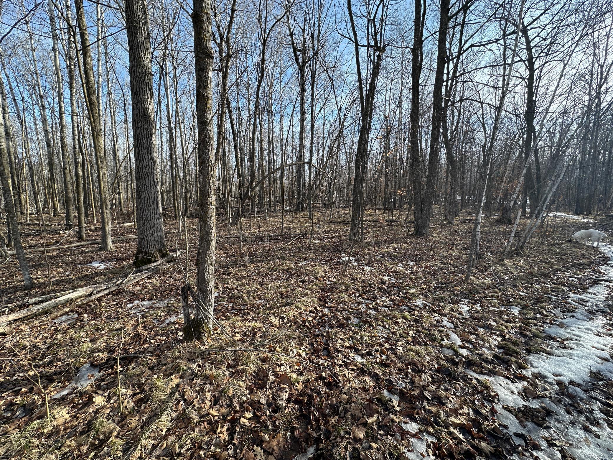 TBD- 315th Avenue, Laporte MN 56461 - Photo 10 of 38