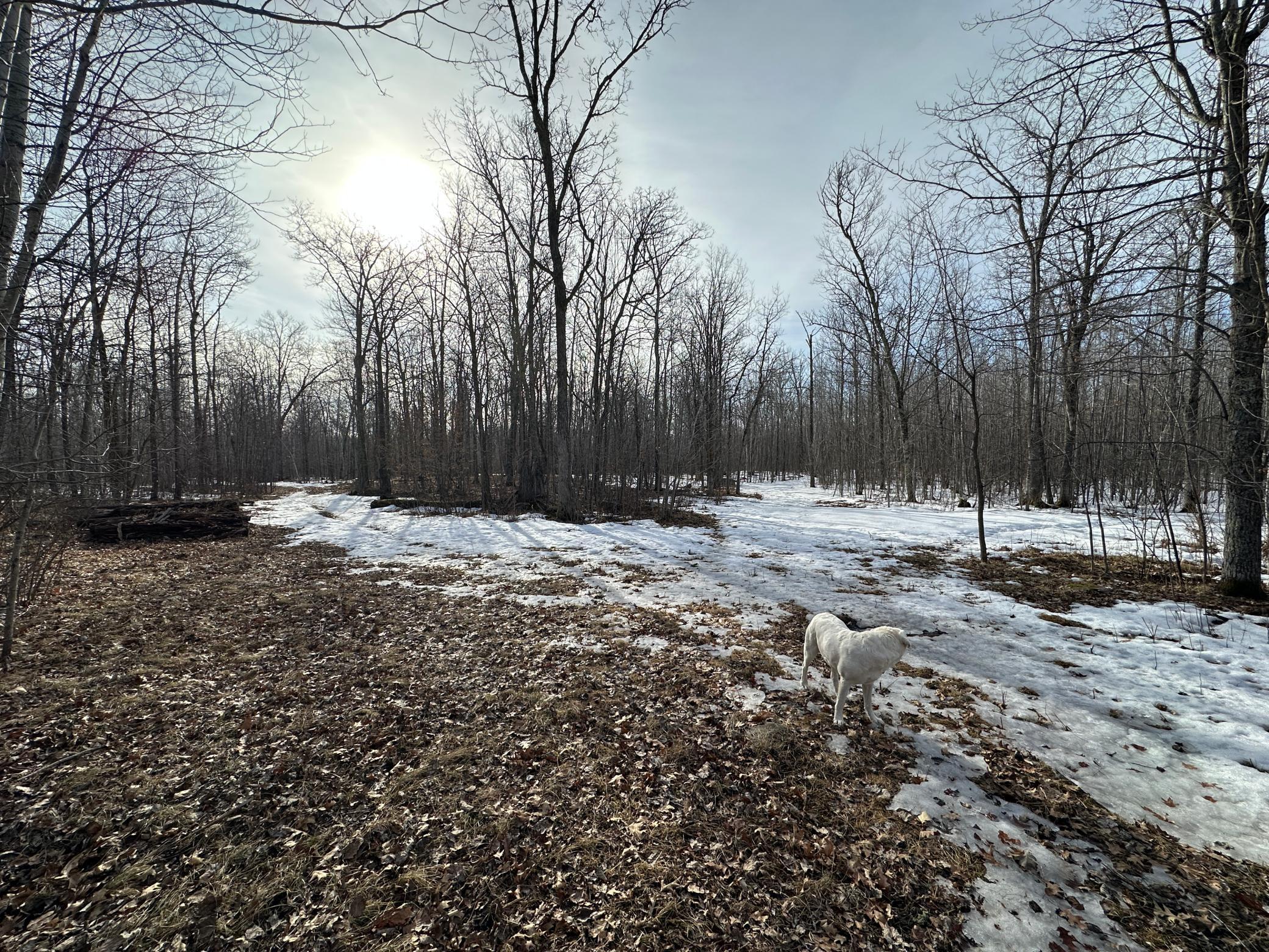 TBD 315th Avenue, Laporte MN 56461 - Photo 15 of 39