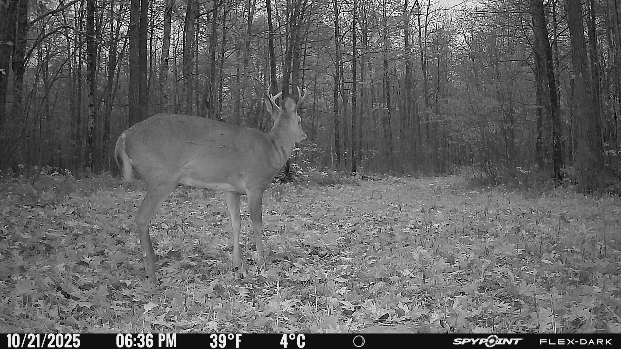 TBD 315th Avenue, Laporte MN 56461 - Photo 19 of 39