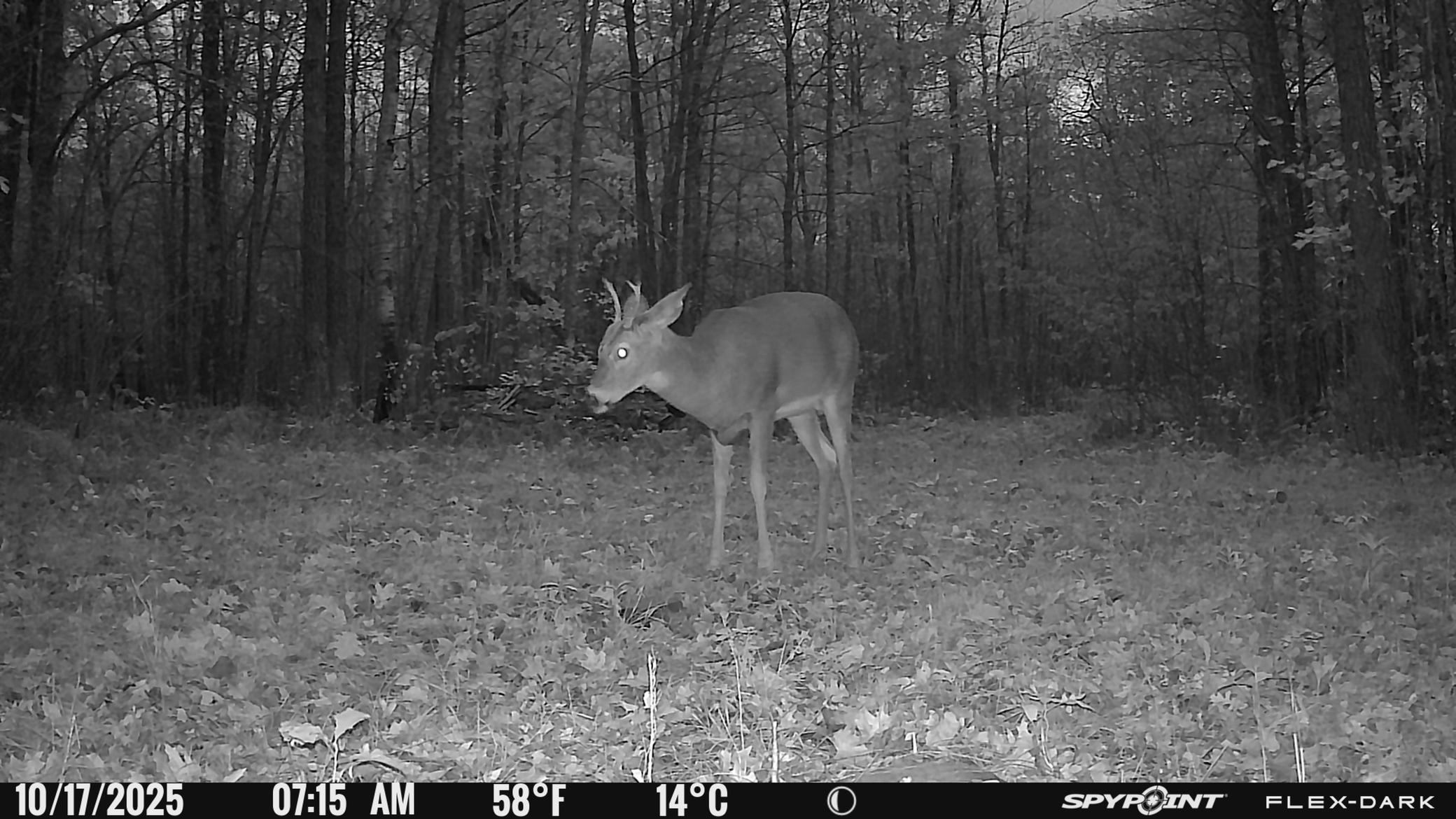 TBD 315th Avenue, Laporte MN 56461 - Photo 22 of 39