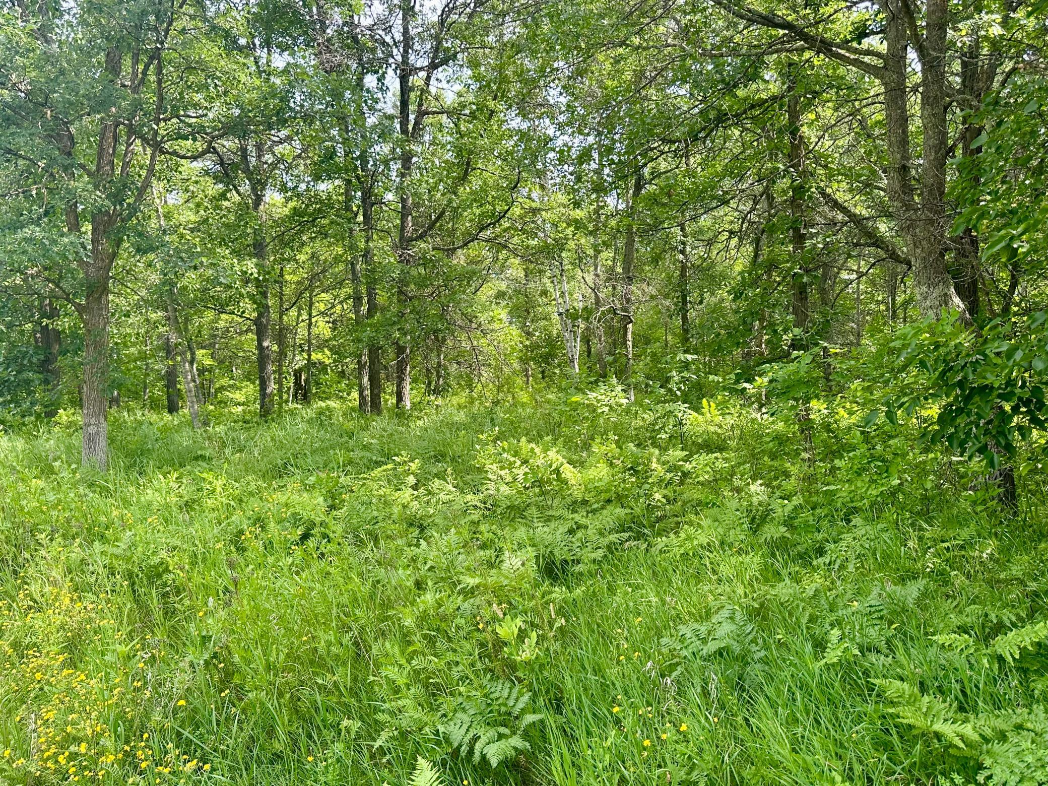 Lot 2 Blk 1 Eagle Drive NW, Walker MN 56484 - Photo 3 of 5