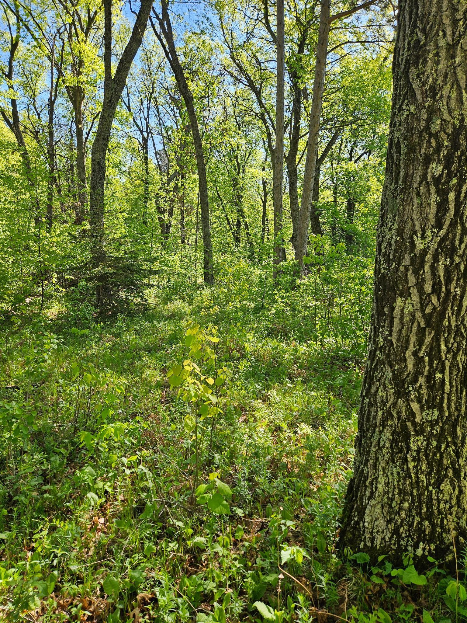 land for sale at TBD Lot 49, Blk 1 HURON DR. in Breezy Point, MN (photo 6 of 8)