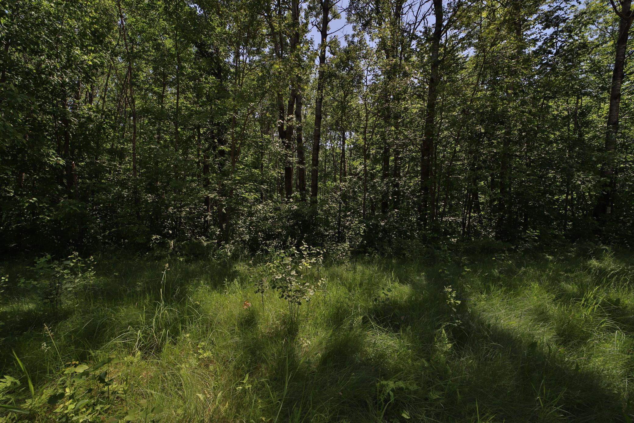 Tract C Olander Road, Crosby MN 56441 - Photo 5 of 12