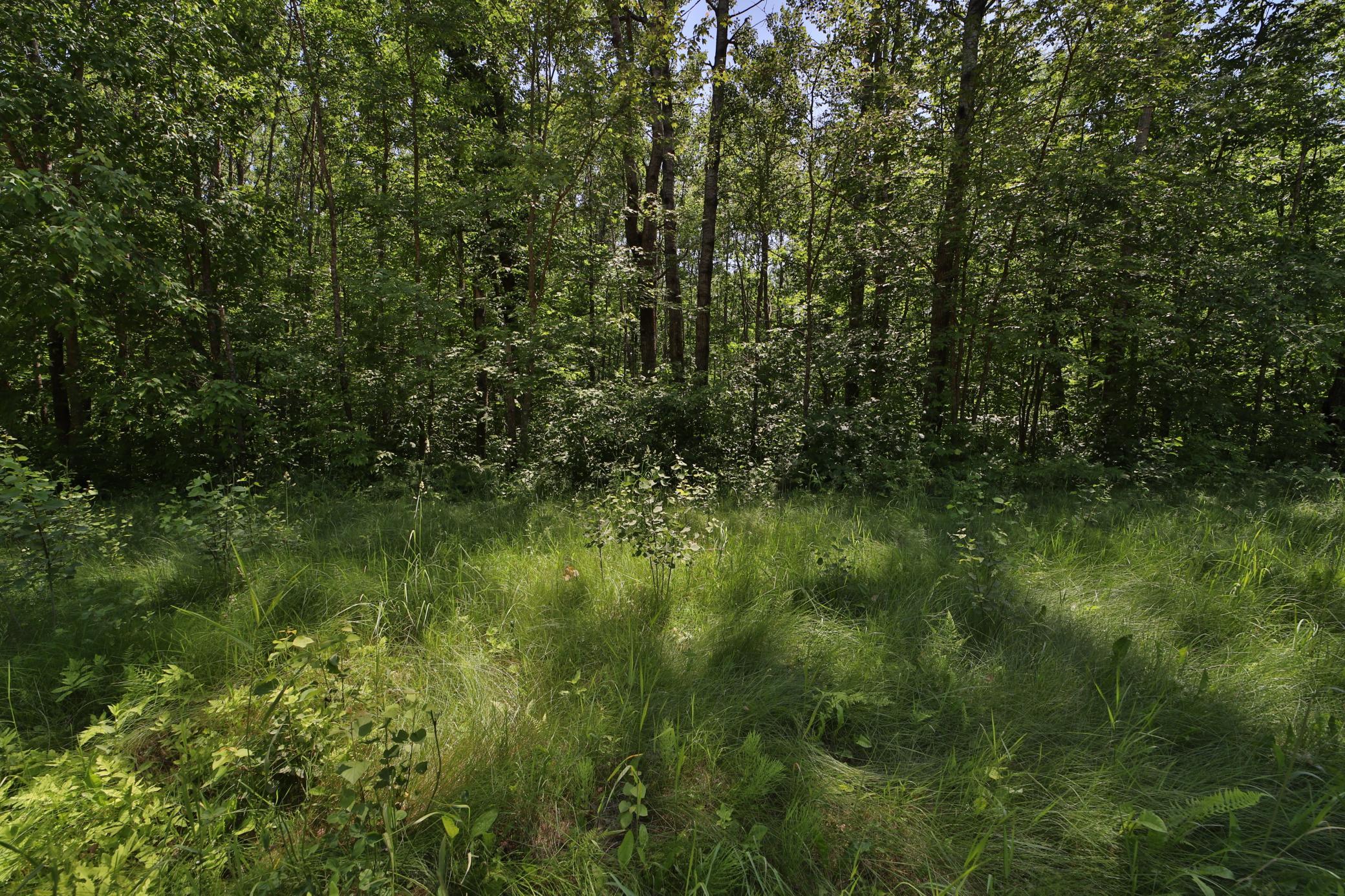 Tract C Olander Road, Crosby MN 56441 - Photo 6 of 12