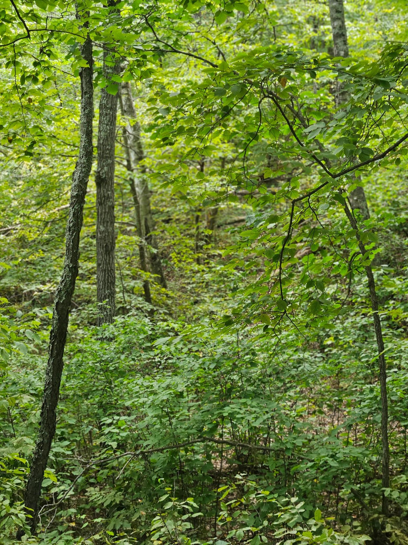 TBD Tract C Richfield Road SW, Pillager MN 56473 - Photo 6 of 8