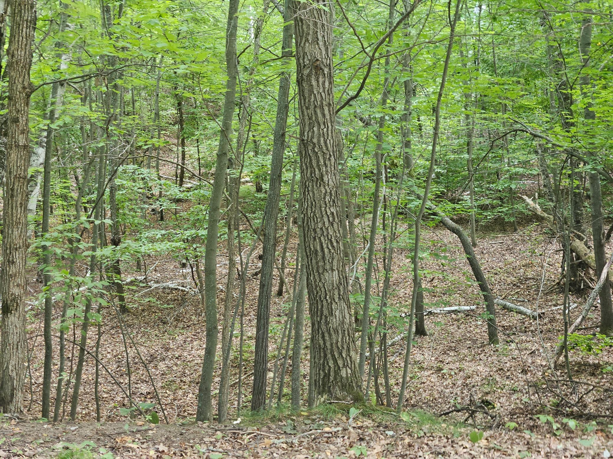 TBD Tract C Richfield Road SW, Pillager MN 56473 - Photo 7 of 8