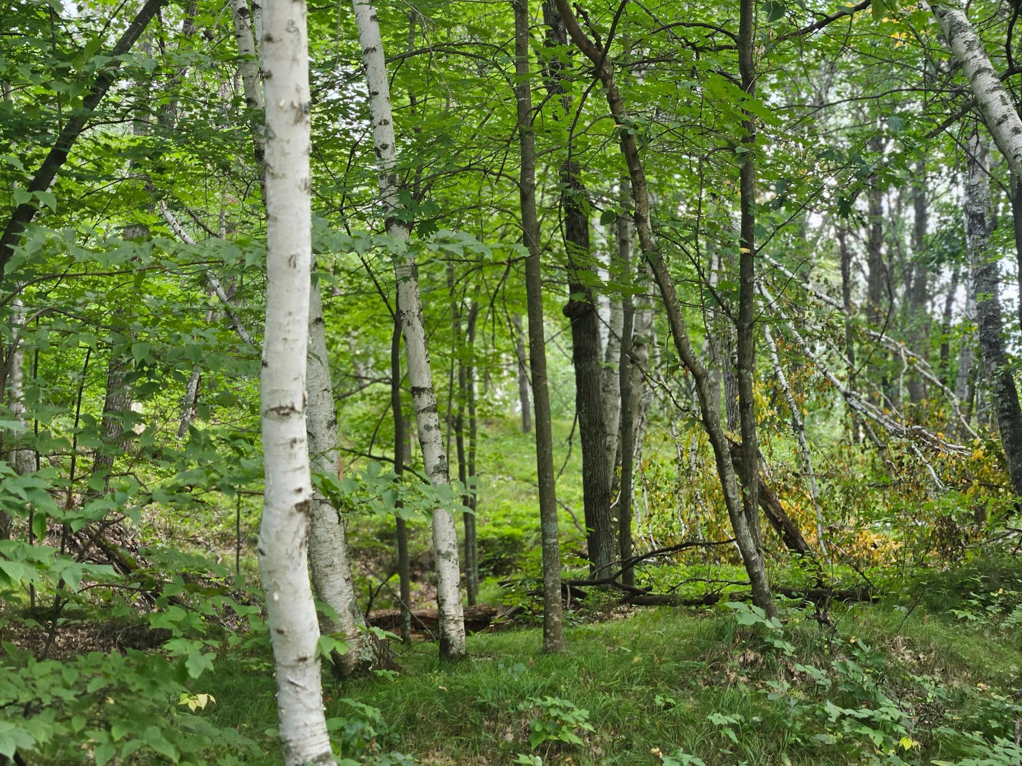 land for sale at TBD Tract C Richfield Road SW in Pillager, MN (photo 15 of 16)