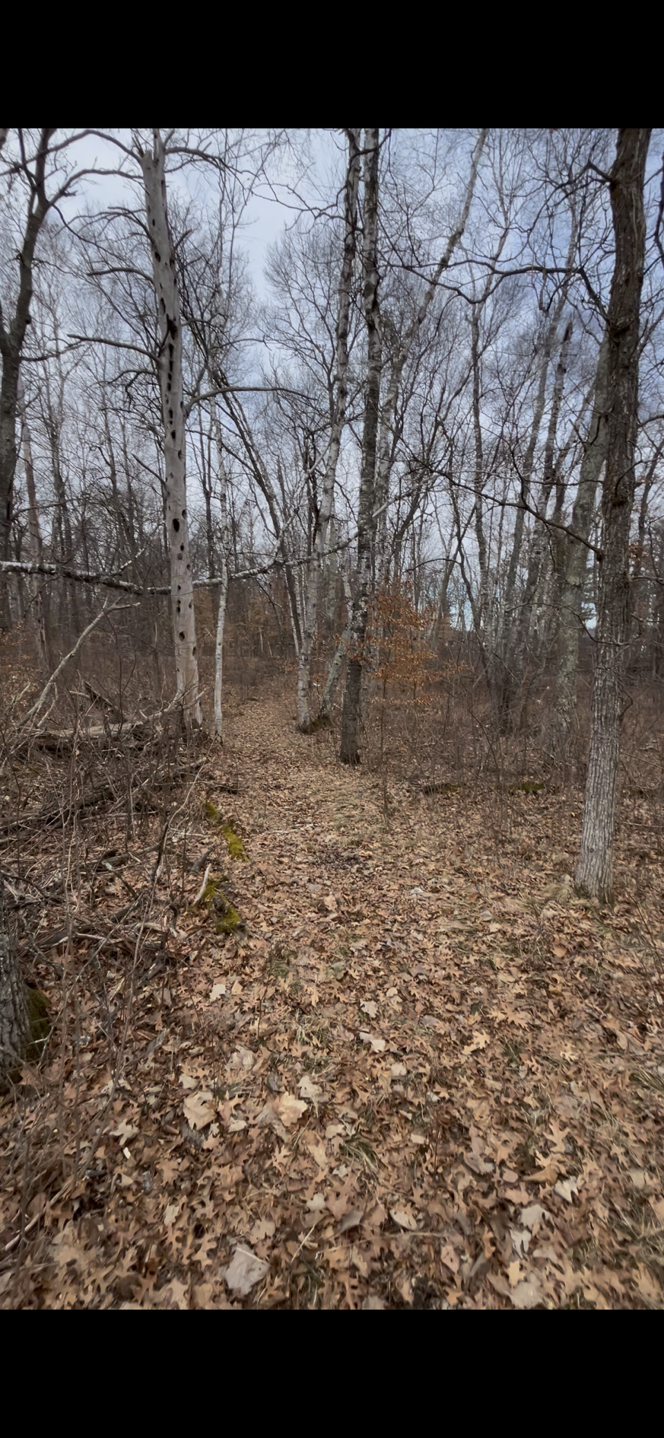 land for sale at TBD Big Pine Trail in Crosslake, MN