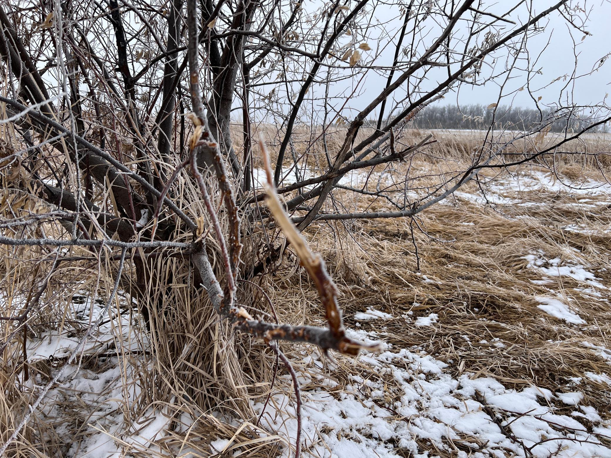 land for sale at TBD County Road 11 in Litchville, ND (photo 33 of 44)