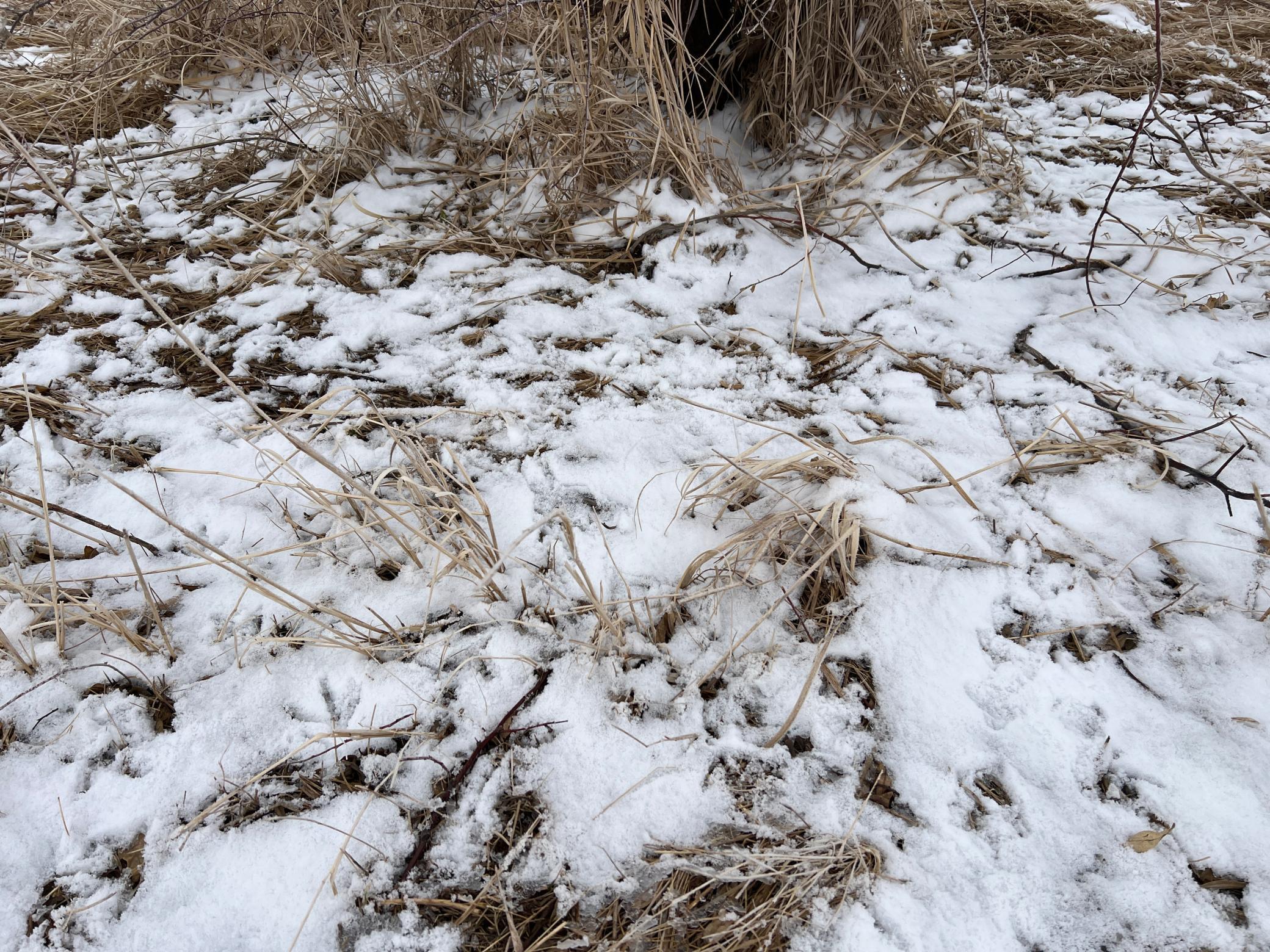 land for sale at TBD County Road 11 in Litchville, ND (photo 35 of 44)