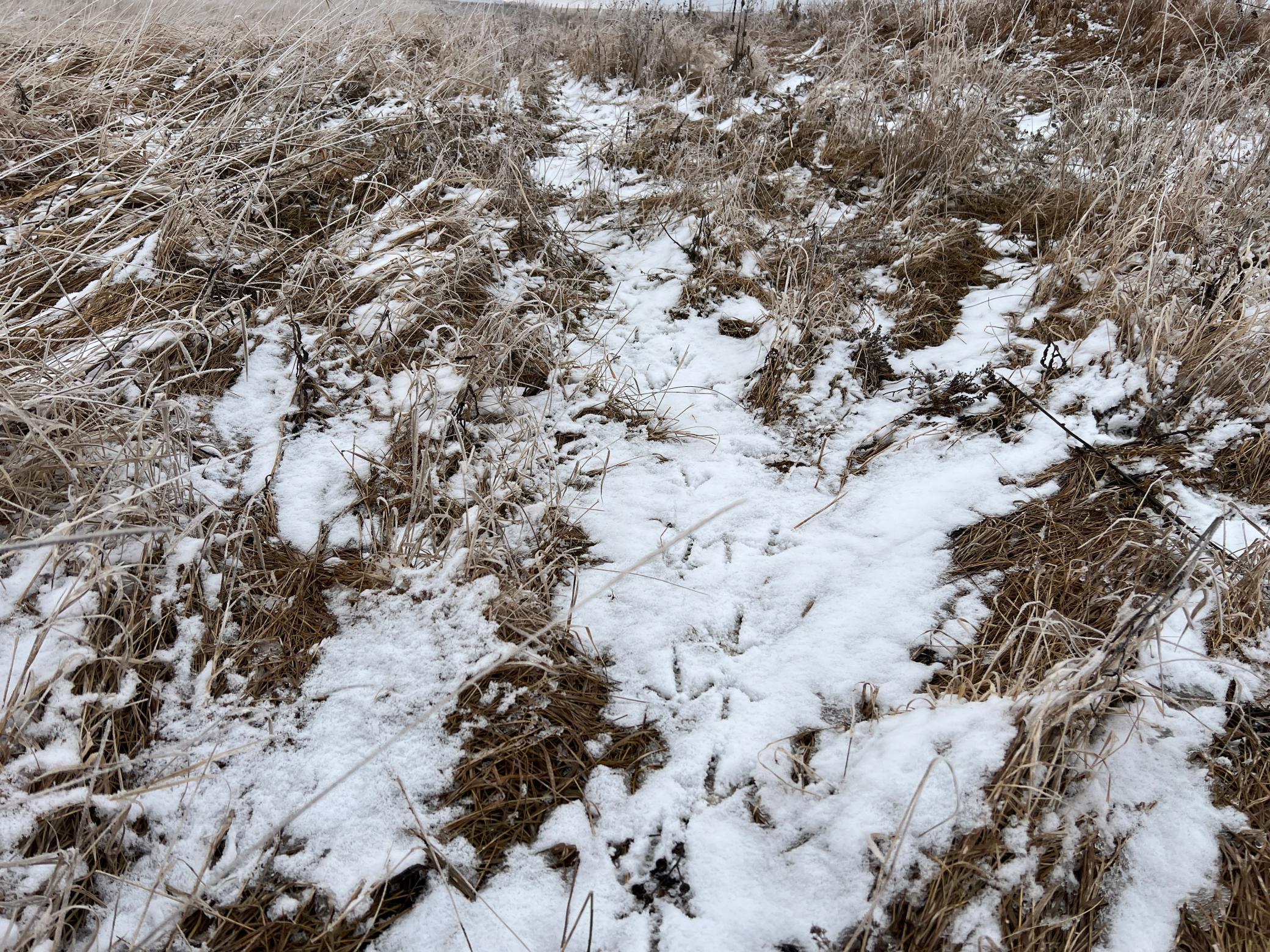 land for sale at TBD County Road 11 in Litchville, ND (photo 36 of 44)