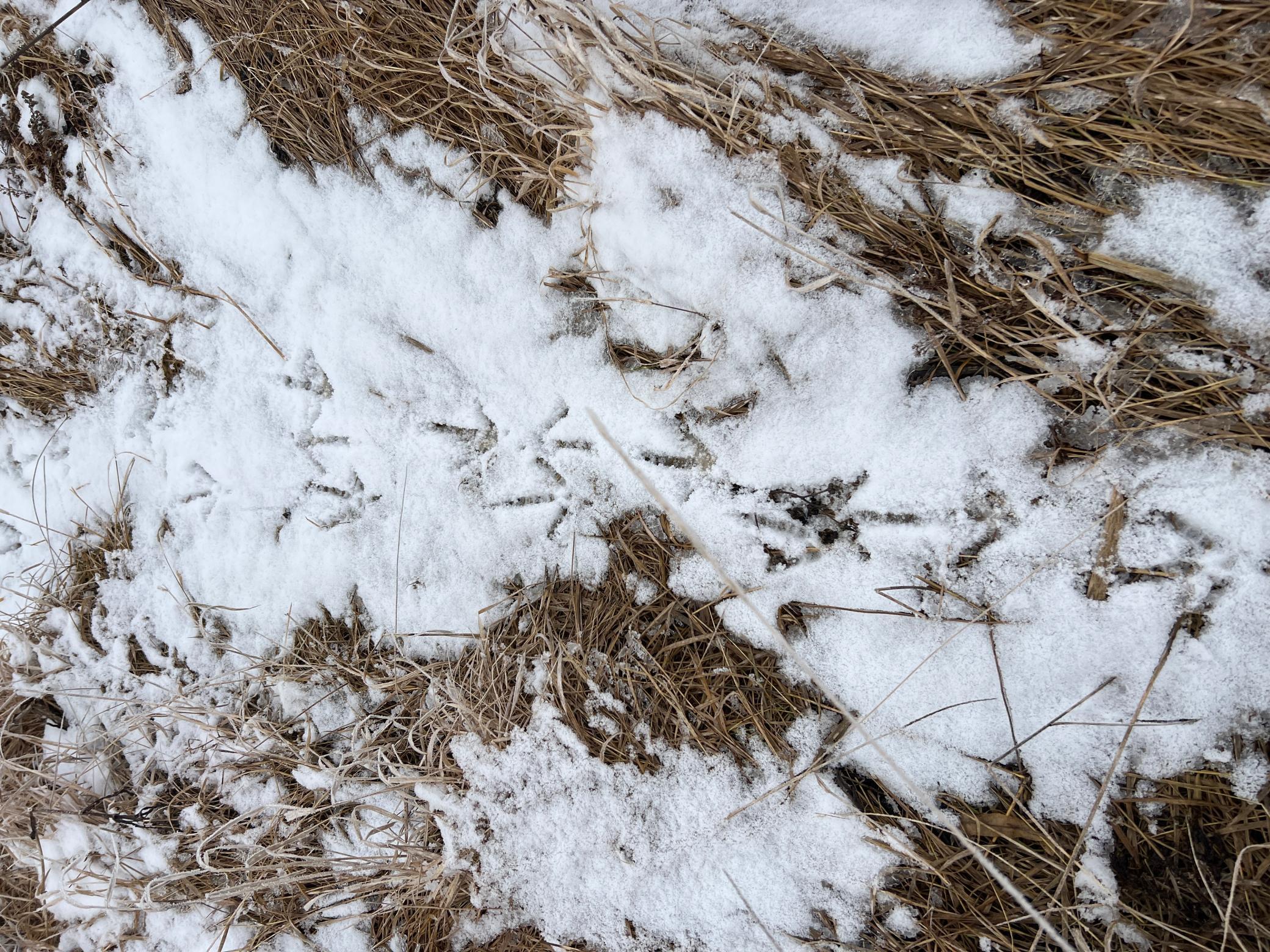 land for sale at TBD County Road 11 in Litchville, ND (photo 37 of 44)