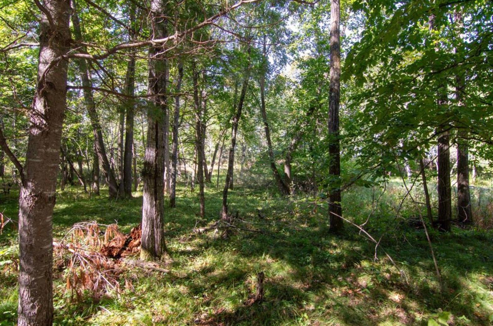 land for sale at TBD Deacons Way in Pequot Lakes, MN (photo 7 of 18)