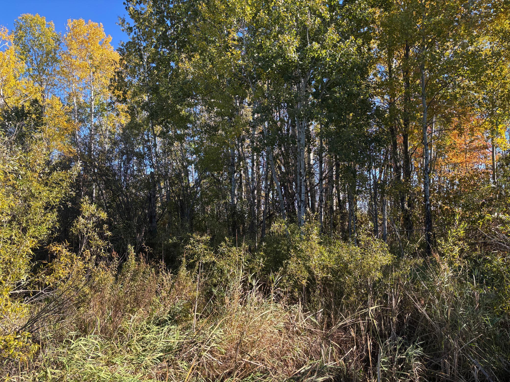 land for sale at 28532 460th Lane in Palisade, MN (photo 11 of 17)