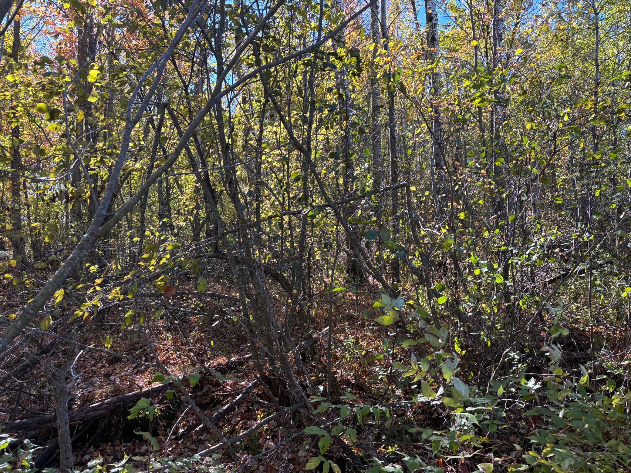 land for sale at 28532 460th Lane in Palisade, MN (photo 12 of 17)