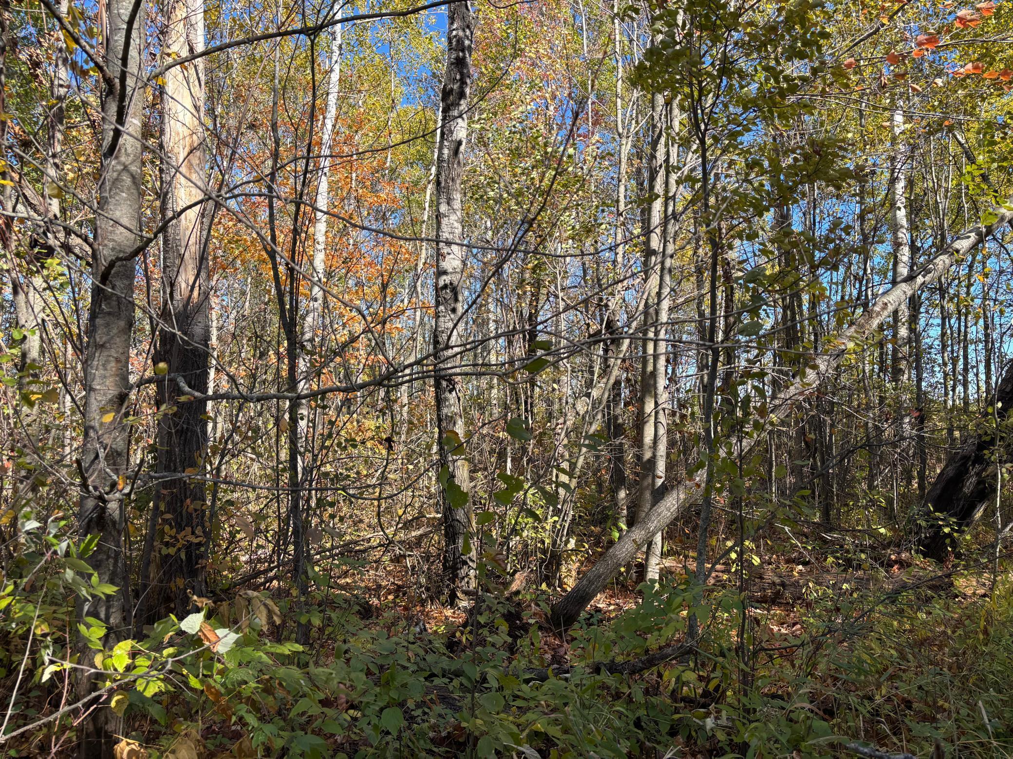 land for sale at 28532 460th Lane in Palisade, MN (photo 9 of 17)