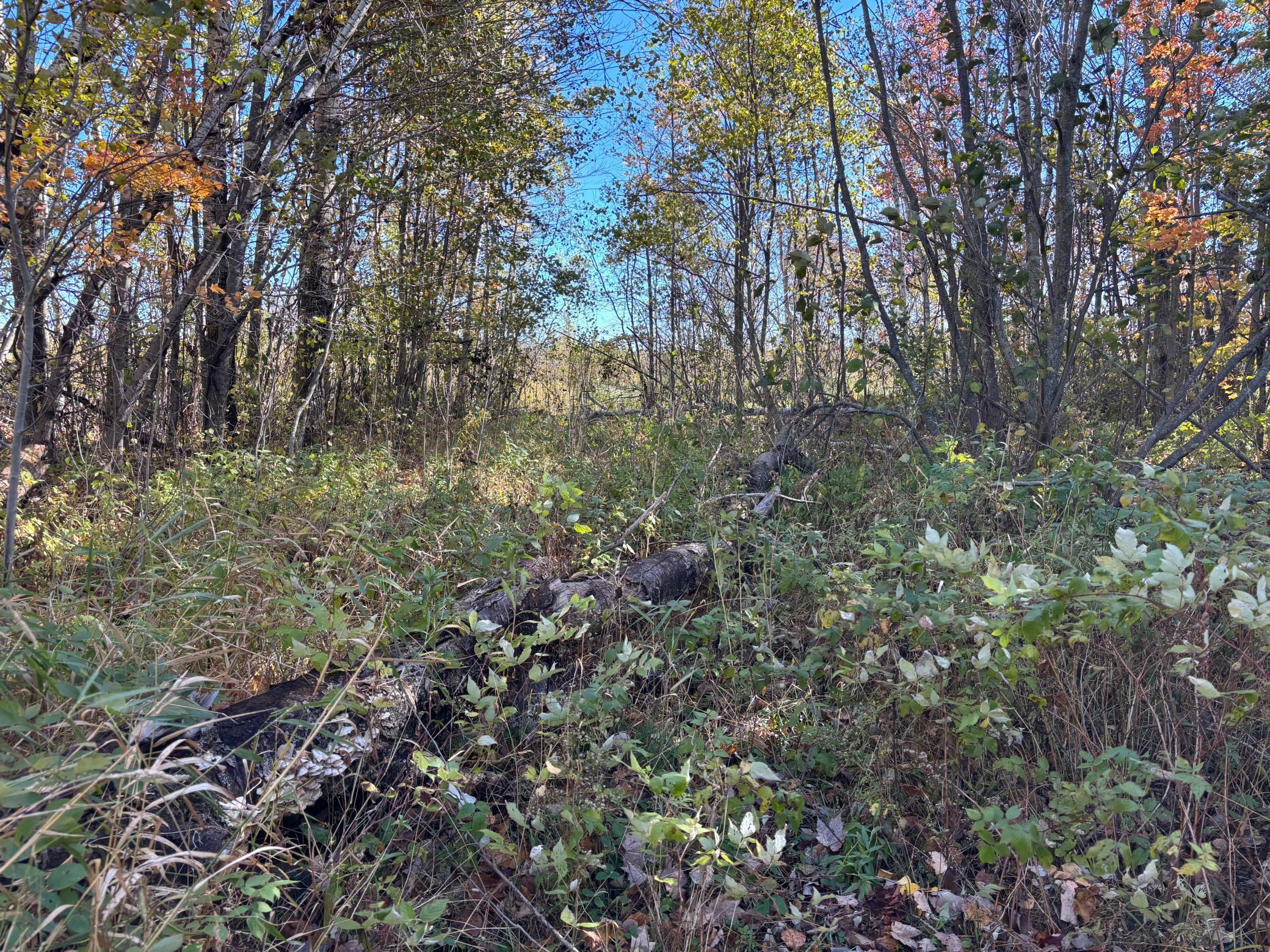 land for sale at 28532 460th Lane in Palisade, MN (photo 10 of 17)