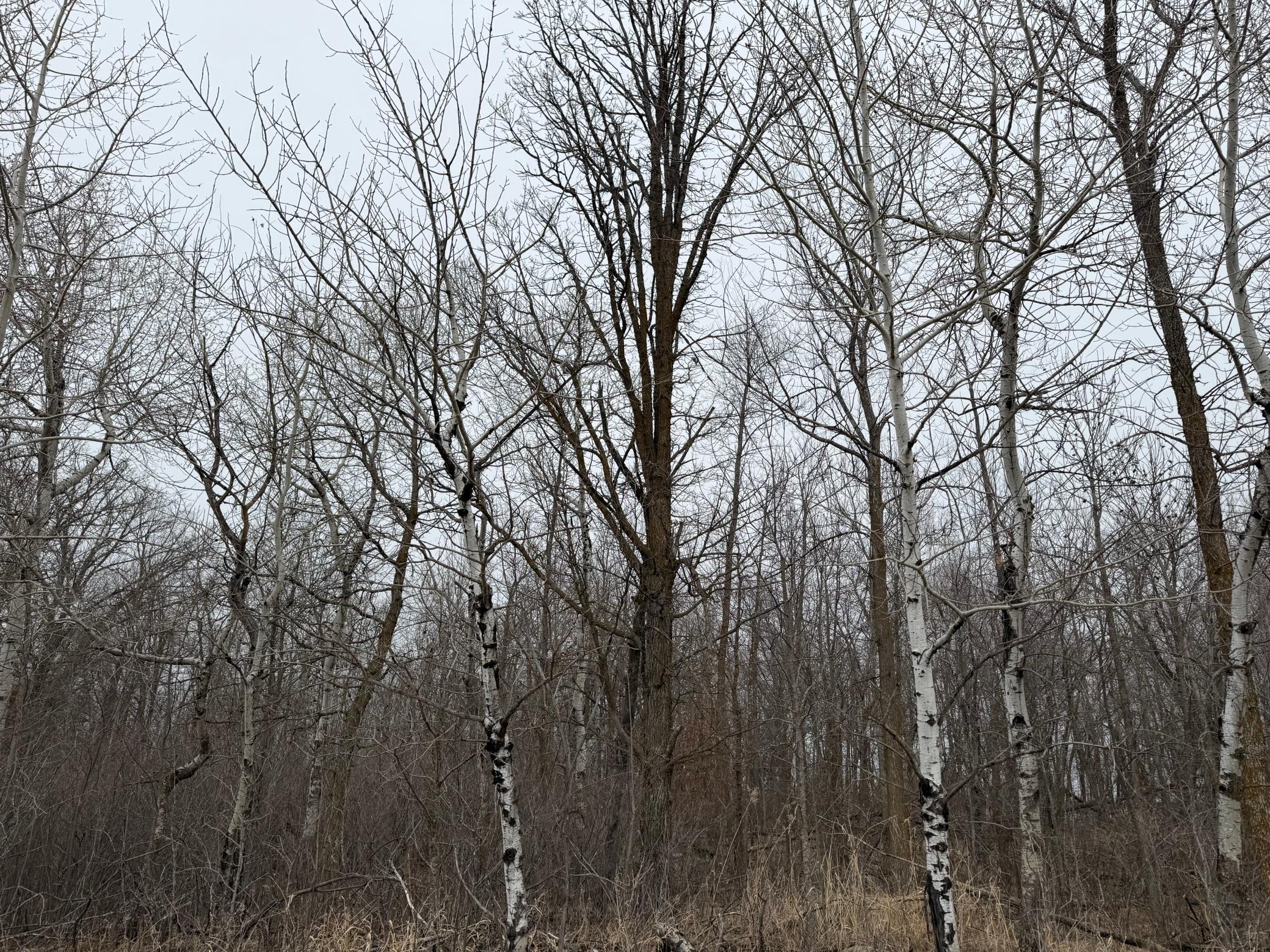 TBD 460th Street, Gonvick MN 56644 - Photo 26 of 57
