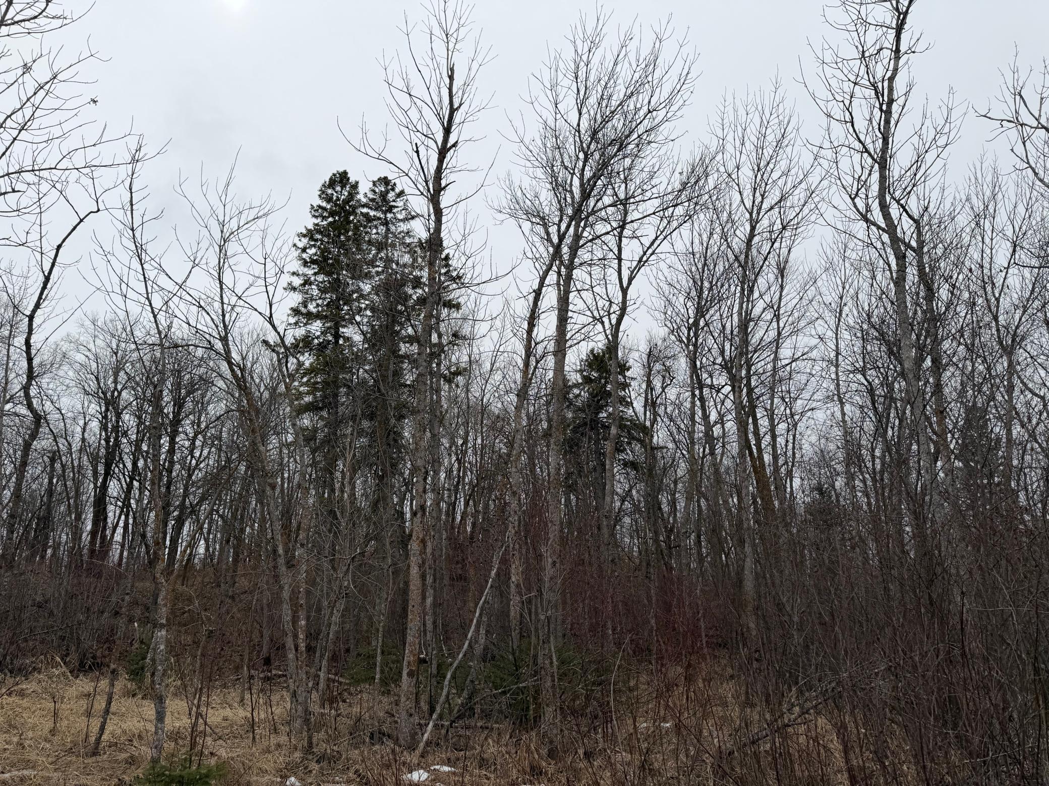 TBD 460th Street, Gonvick MN 56644 - Photo 43 of 57